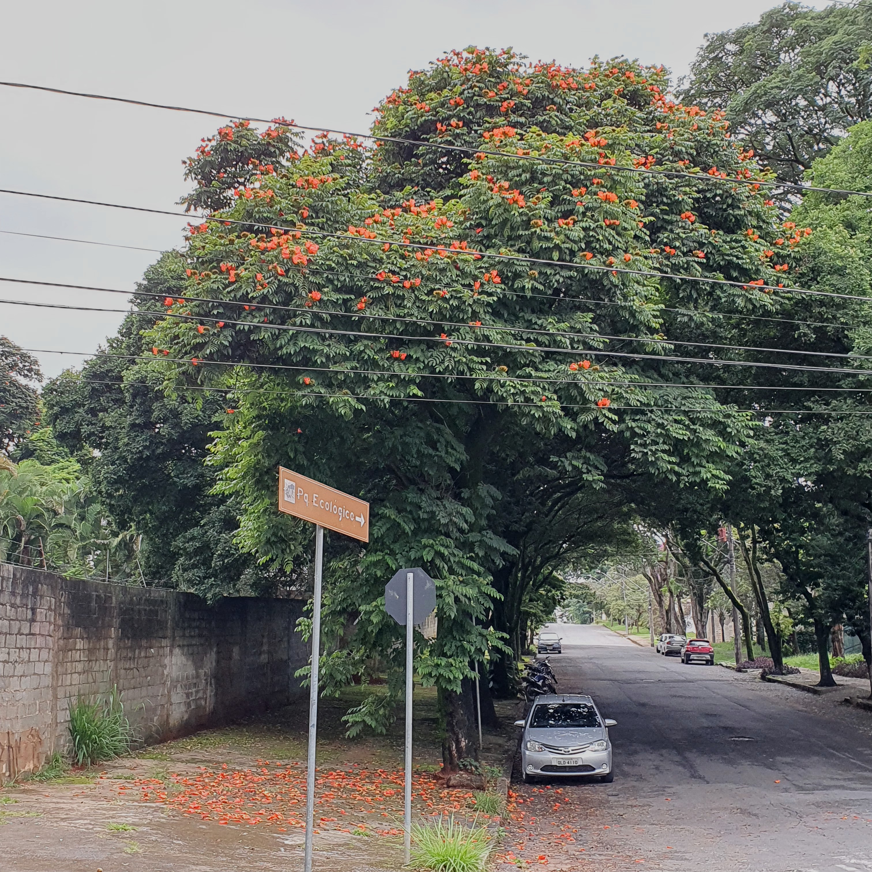 Bisnagueira próxima ao Marco Zero.