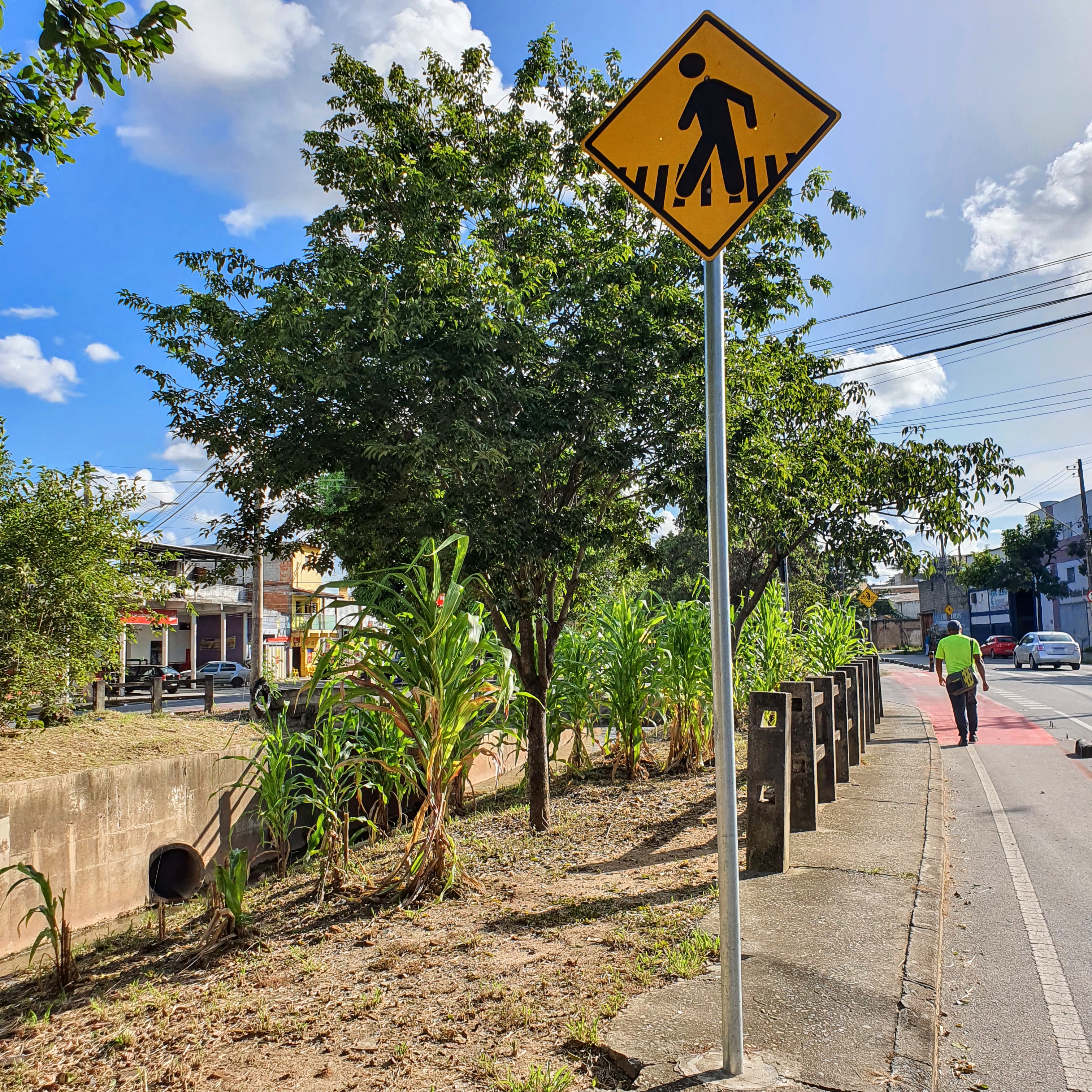 Pequeno milharal na avenida Clóvis Salgado, em BH.