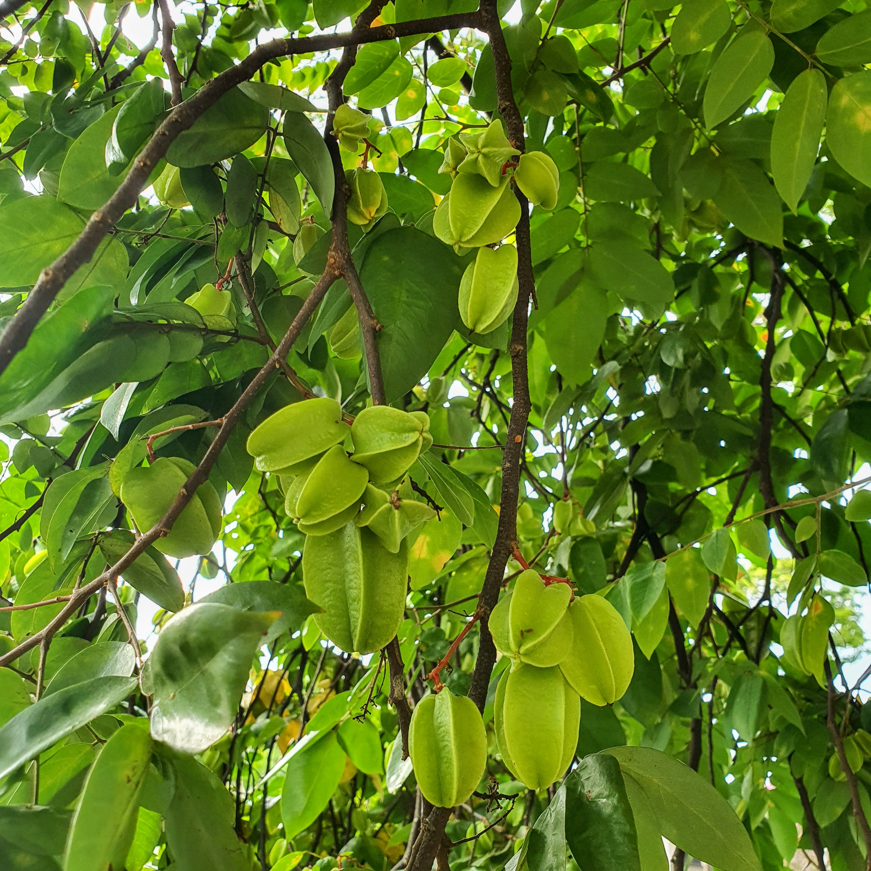 Frutos da caramboleira.