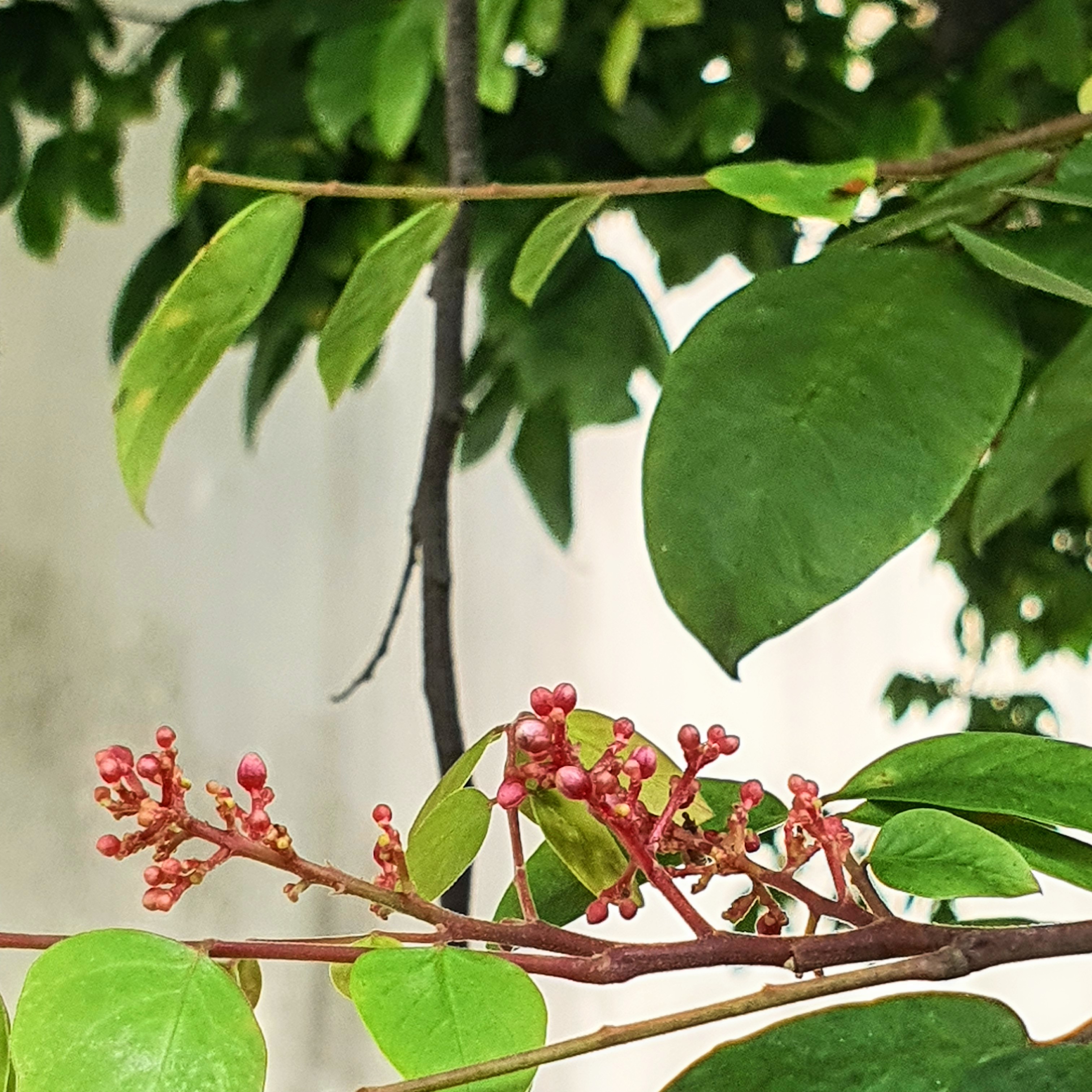 Flores da caramboleira.