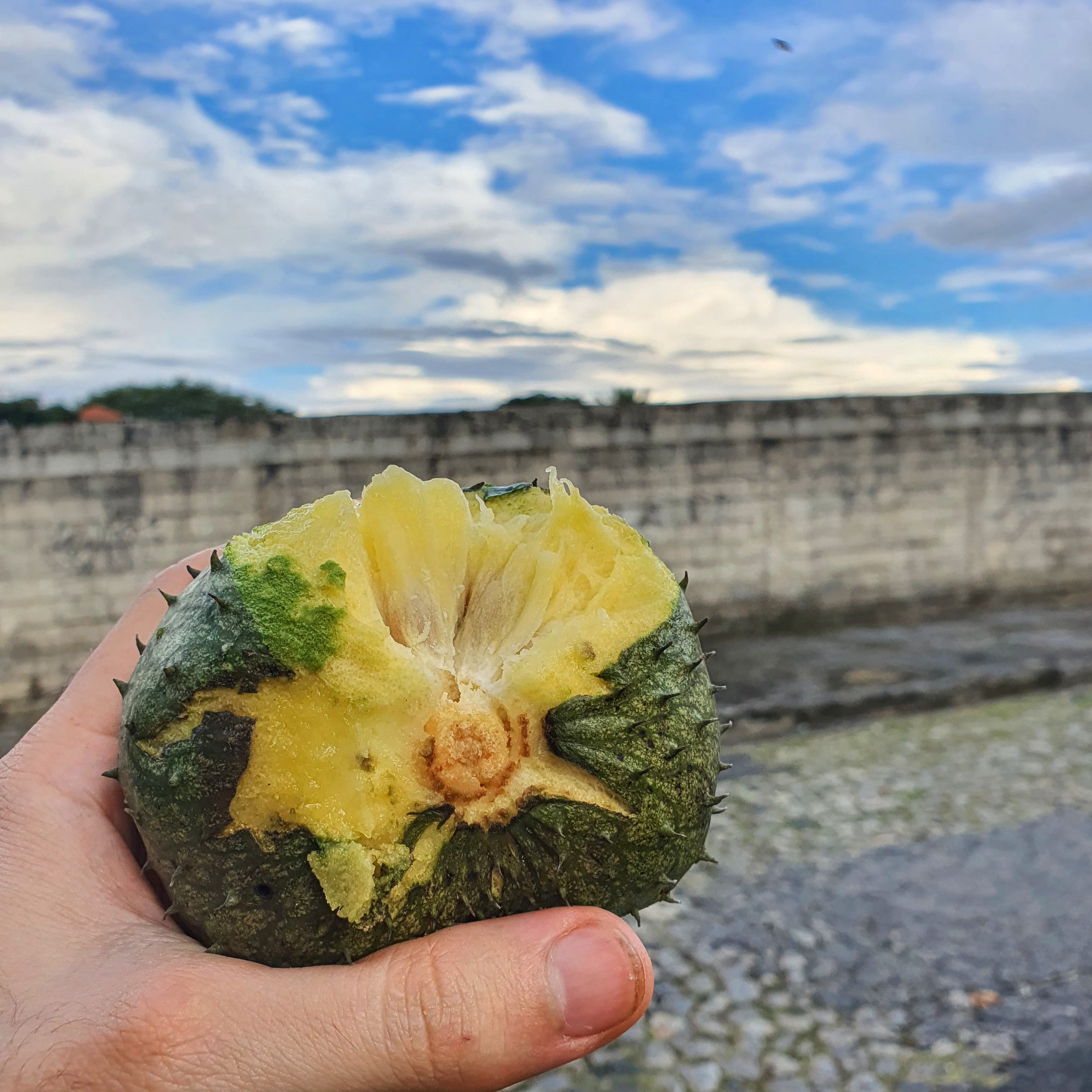 Detalhe do fruto do araticum e de seu endocarpo amarelo, carnoso e adocidado.