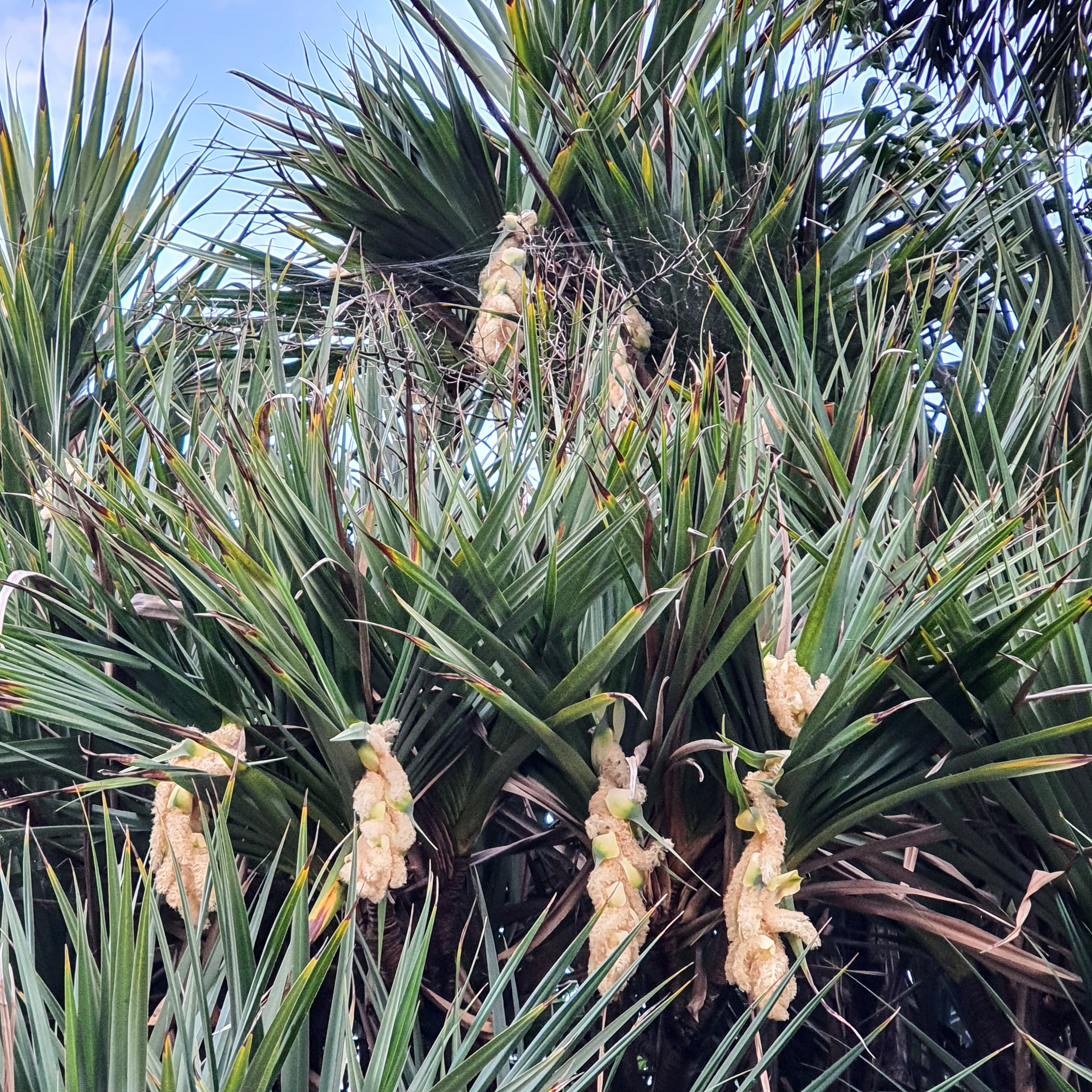 Floração do pândamo, formada durante o verão em BH.