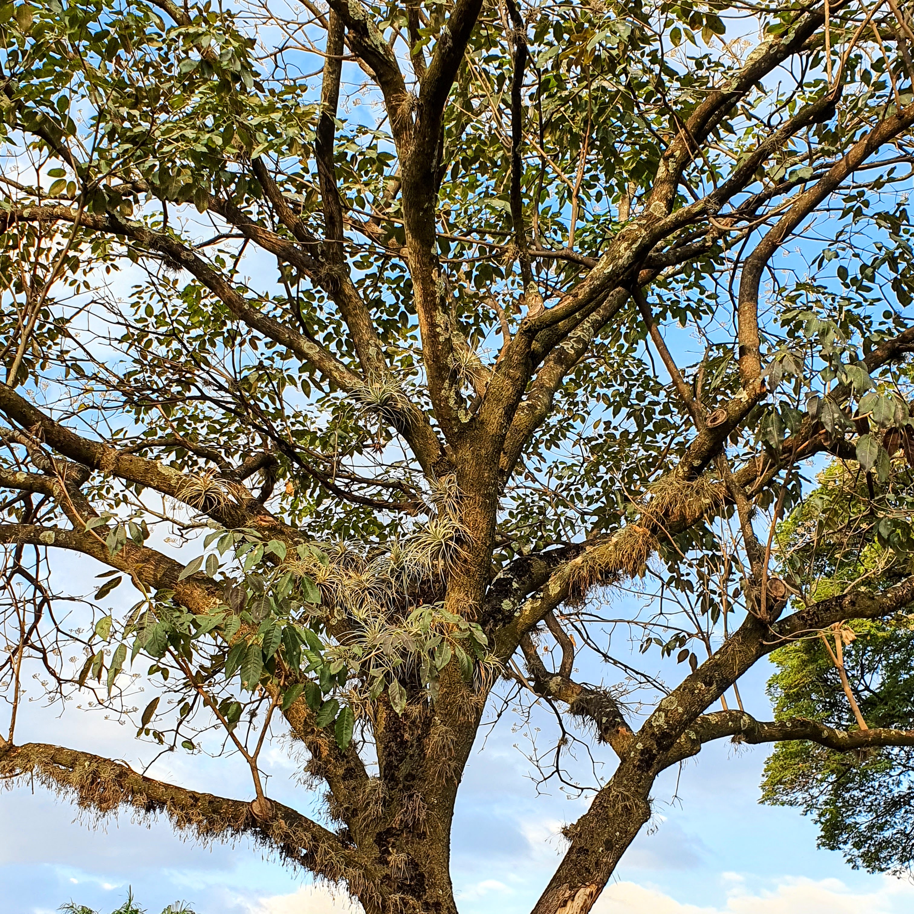 Tilândsias em árvore.