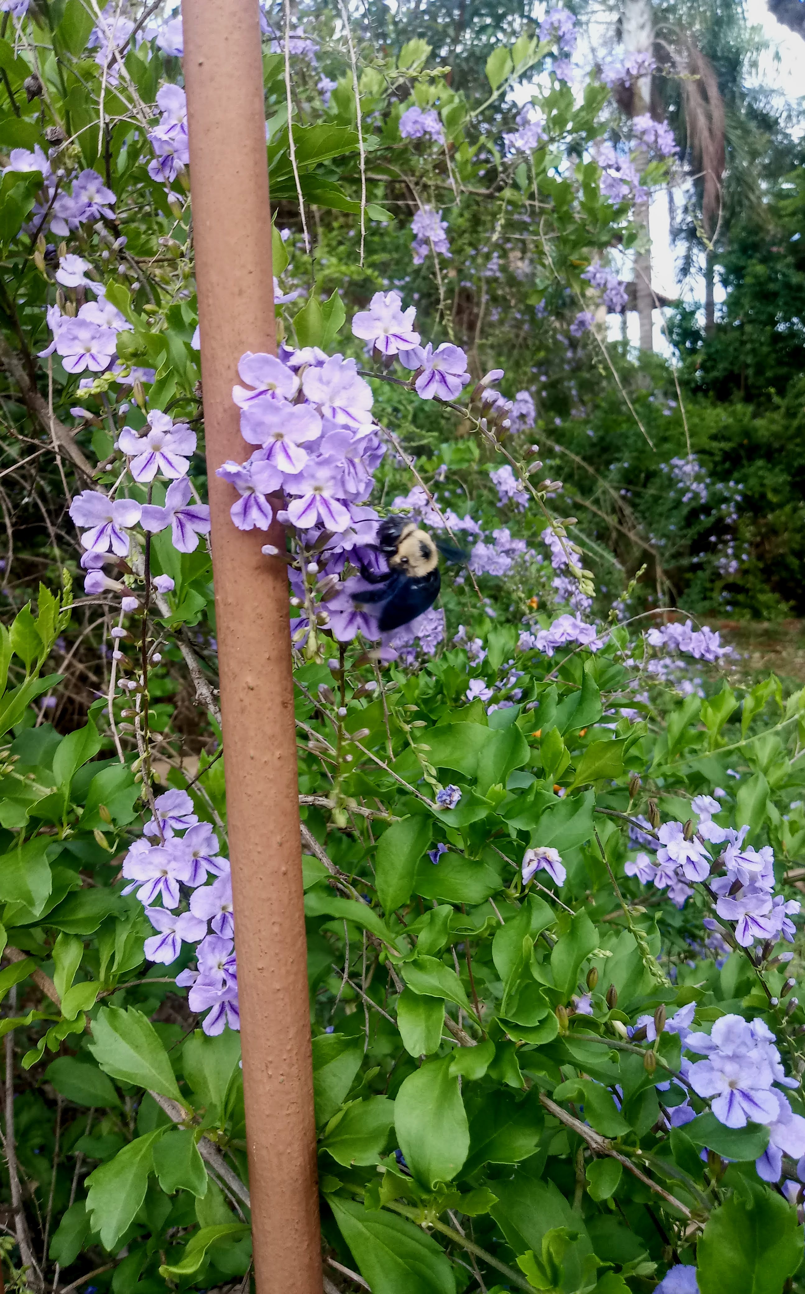 Polinização da flor azul a roxa da violeteira.