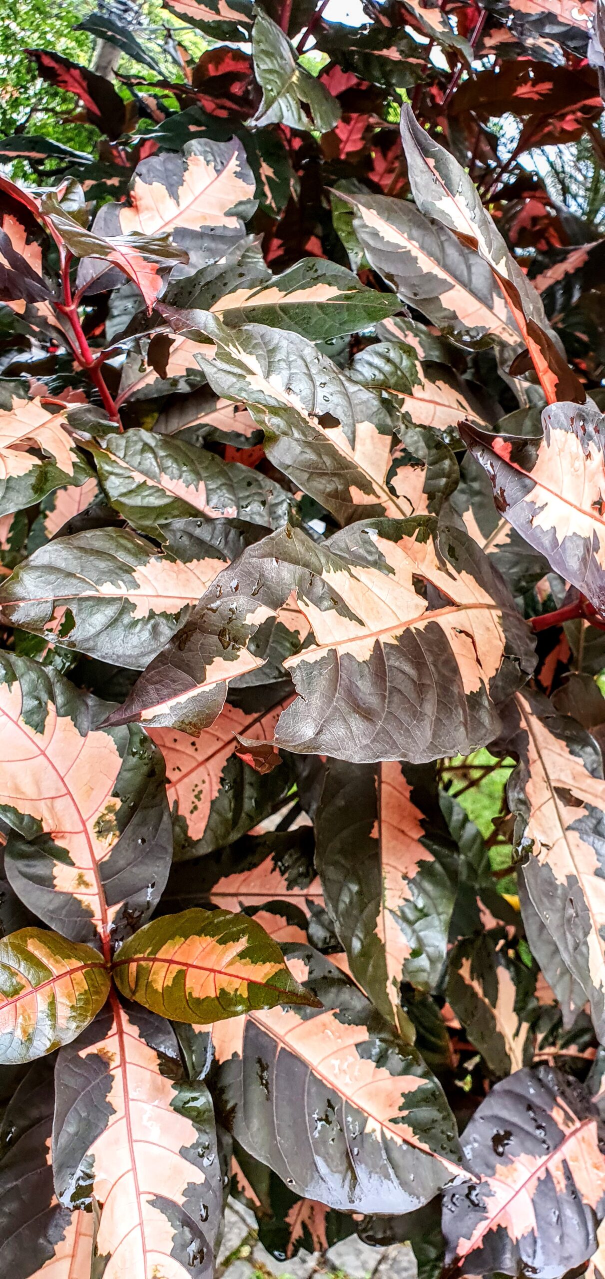 Detalhe da folhagem da planta-caricata, com suas cores chamativas e os desenhos irregulares.