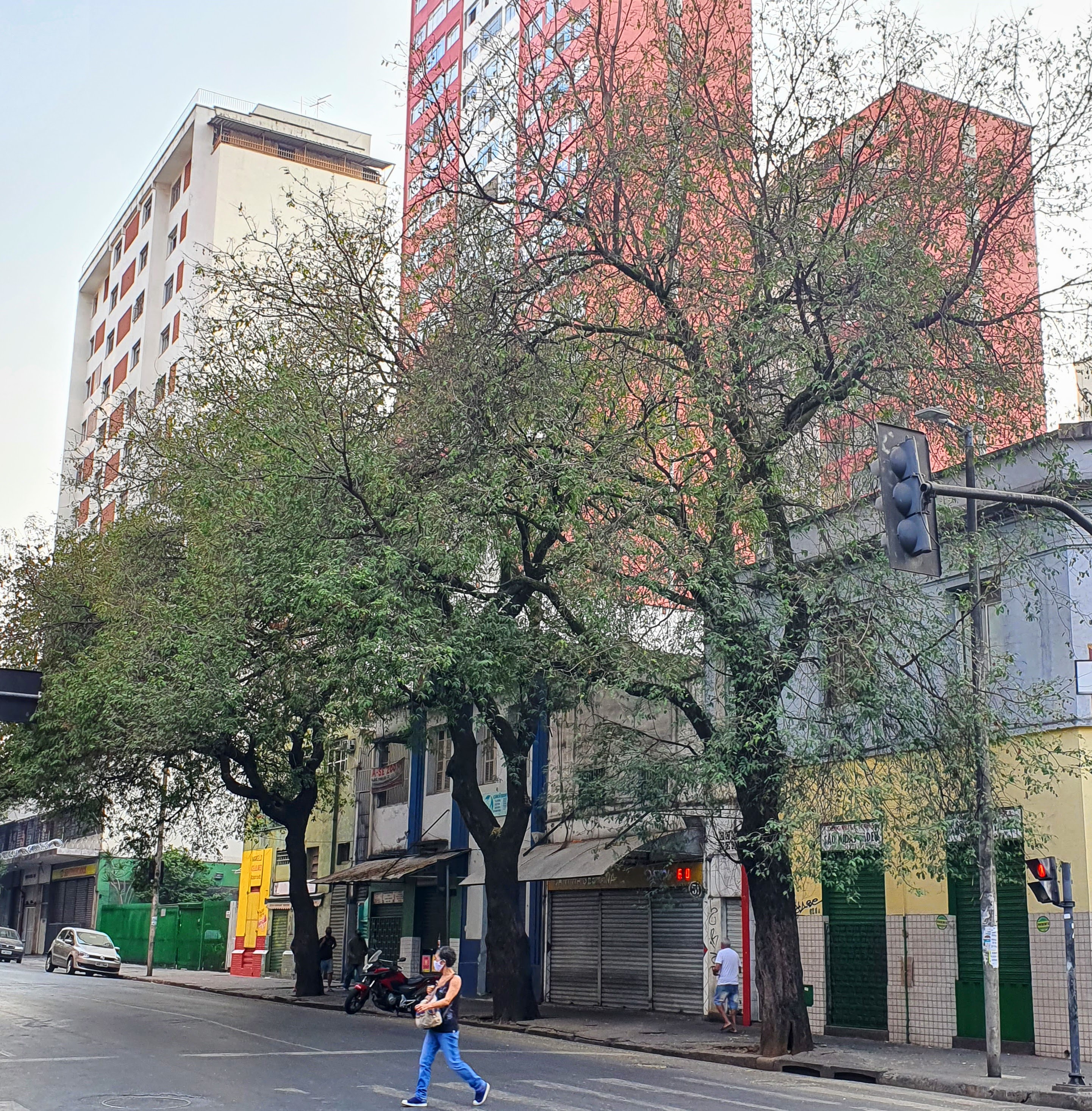 Tamarindos na área central de BH.