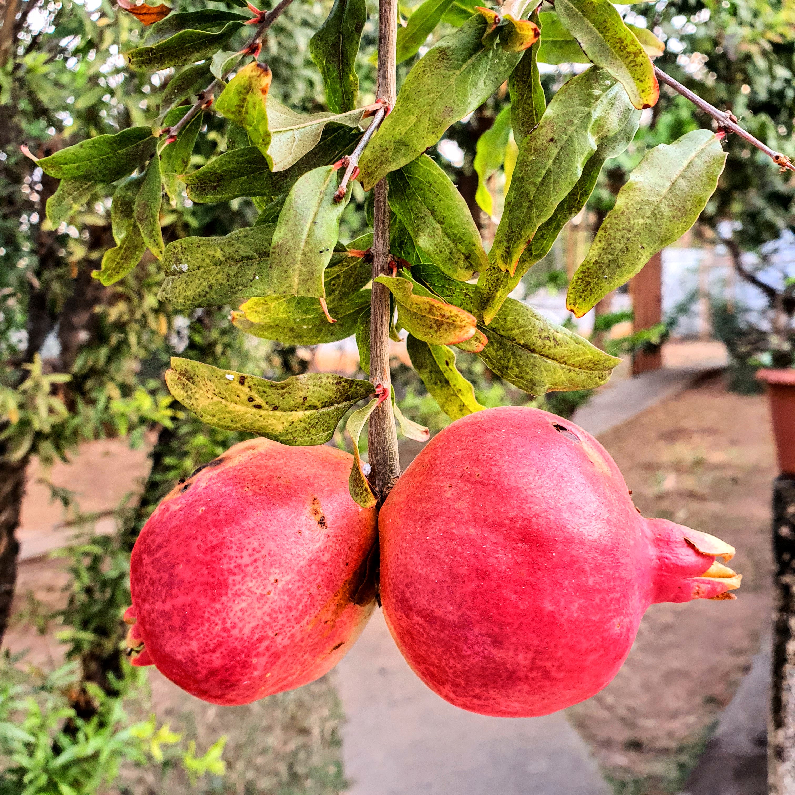 Frutos rosados e muito decorativos da romã!