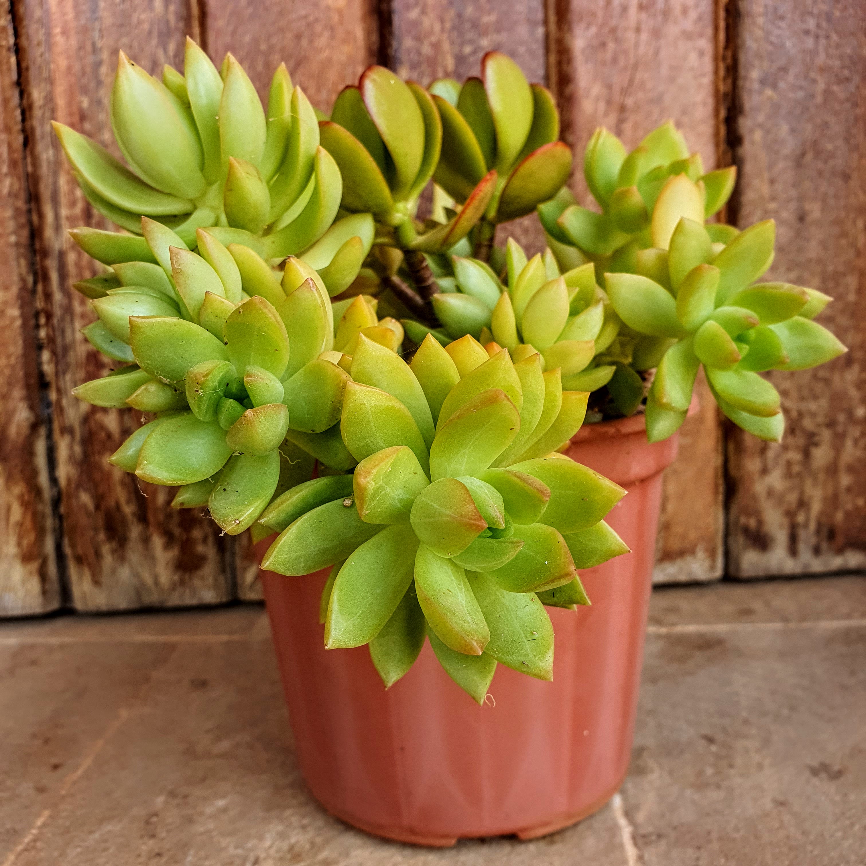 Vaso de sedum-dourado.