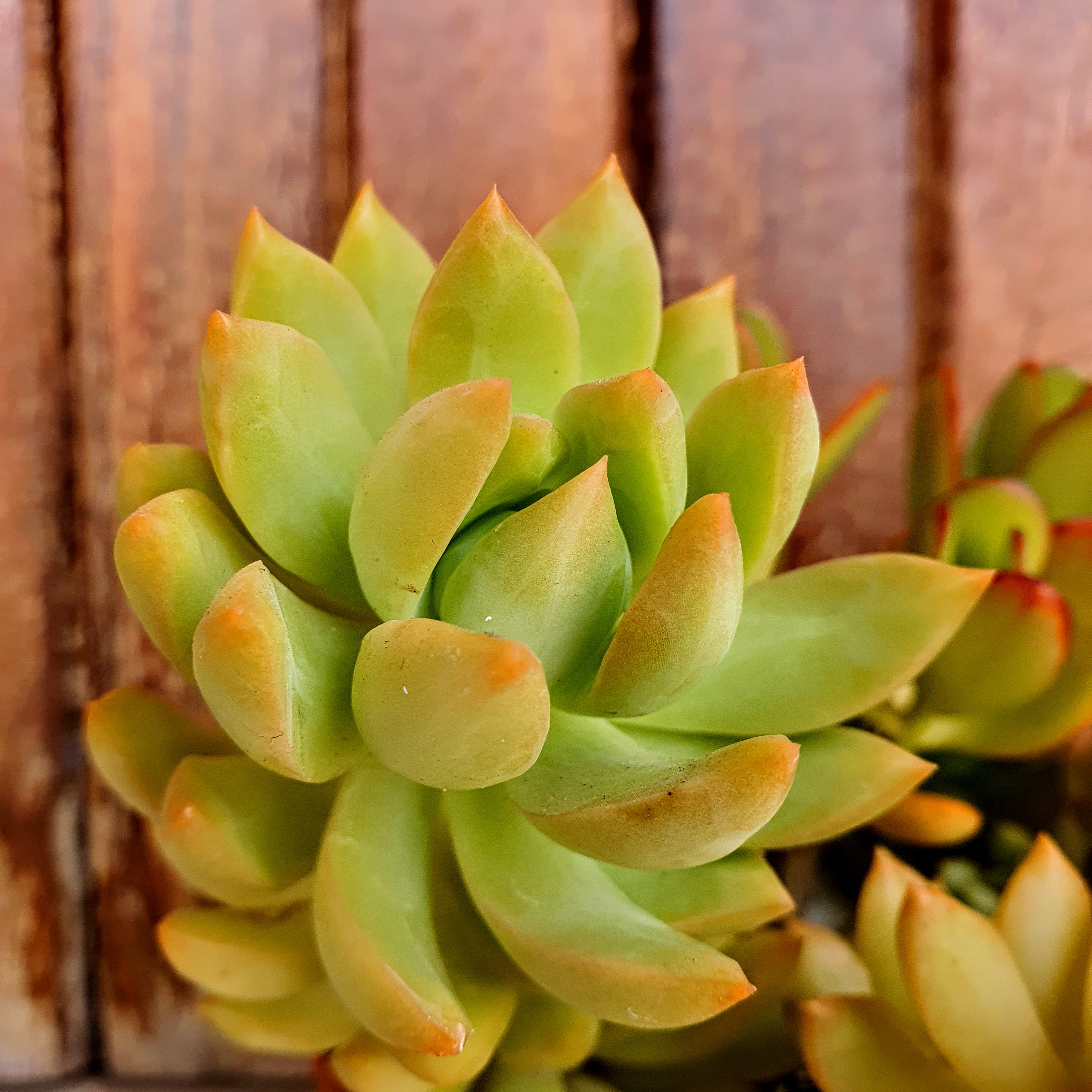 Detalhe da folhagem espessa e levemente amarelada de sedum cultivado a pleno sol na cidade de Belo Horizonte - MG. Quando exposta a pouco sol, as folhas podem ficar murchas.