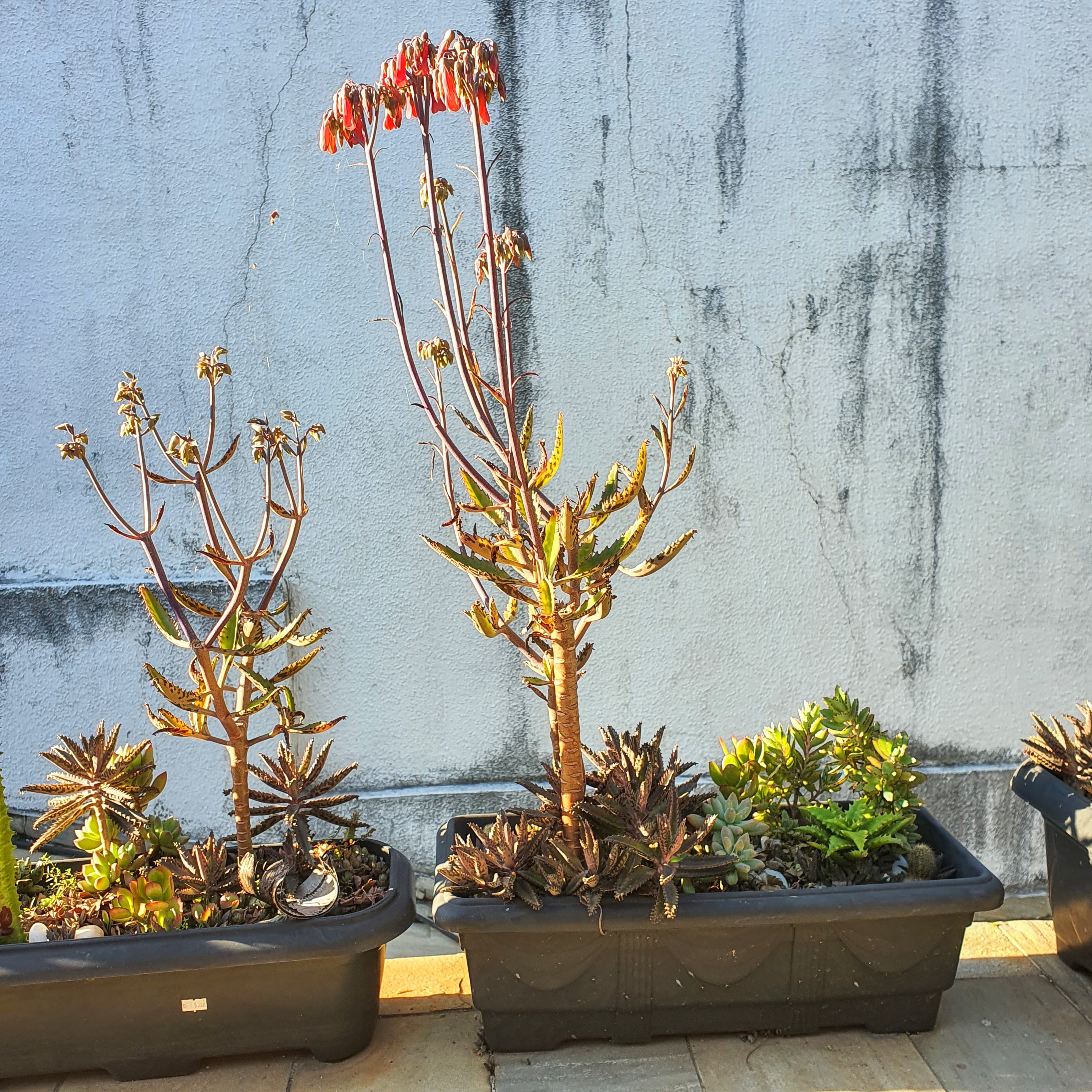 Mãe-de-milhares cultivada a pleno sol em Belo Horizonte - MG, com floração formada no mês de julho.