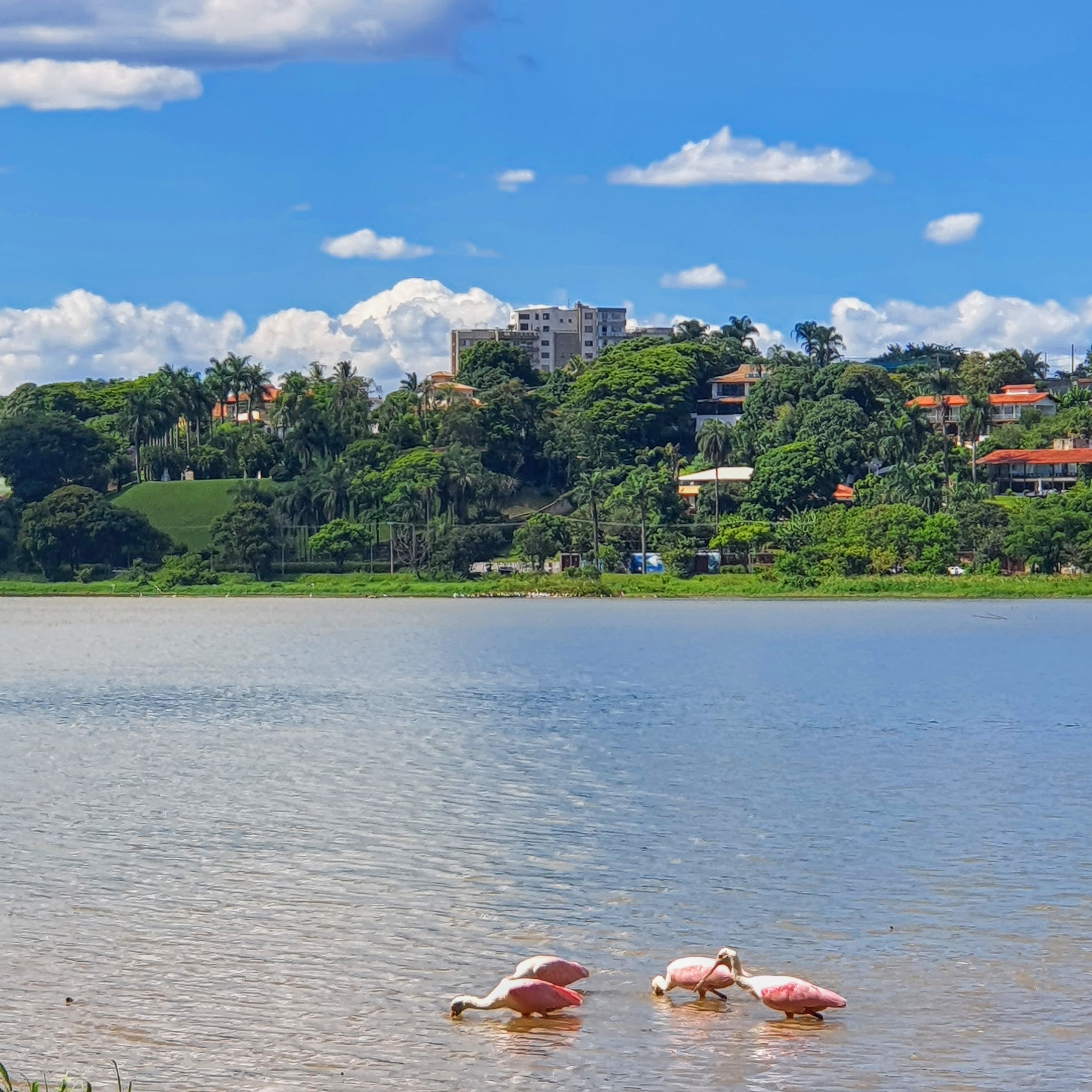 Colhereiros na Lagoa da Pampulha.