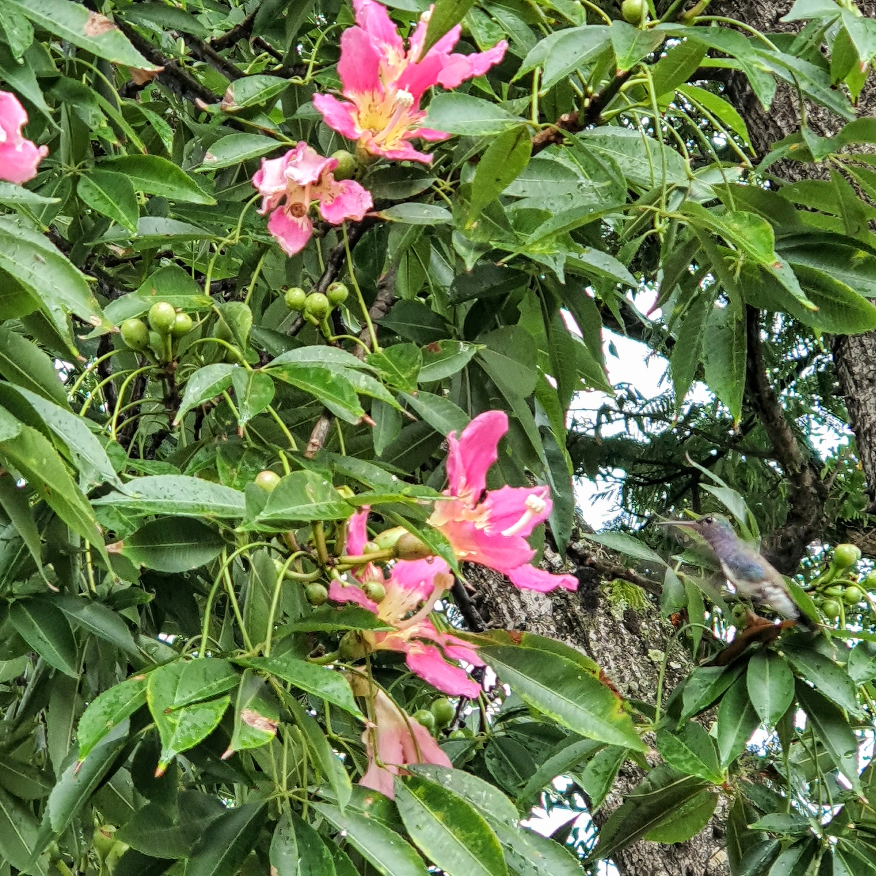 Beija-flor.