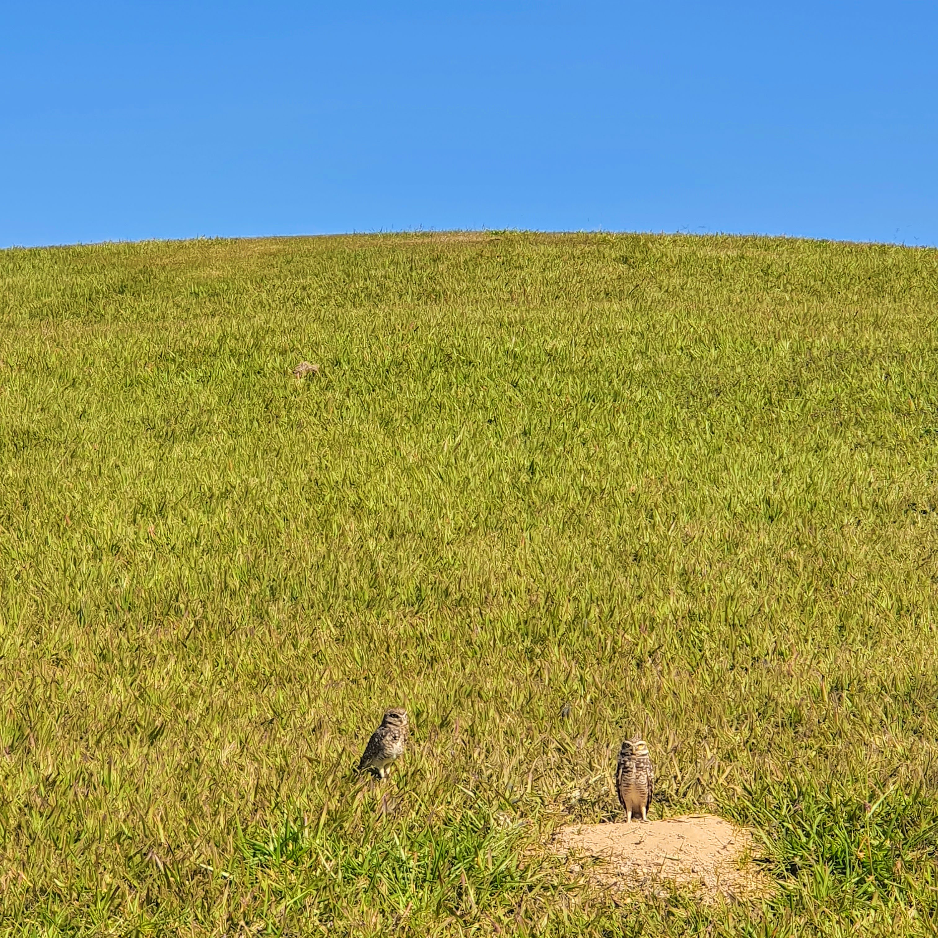 Coruja-buraqueira.