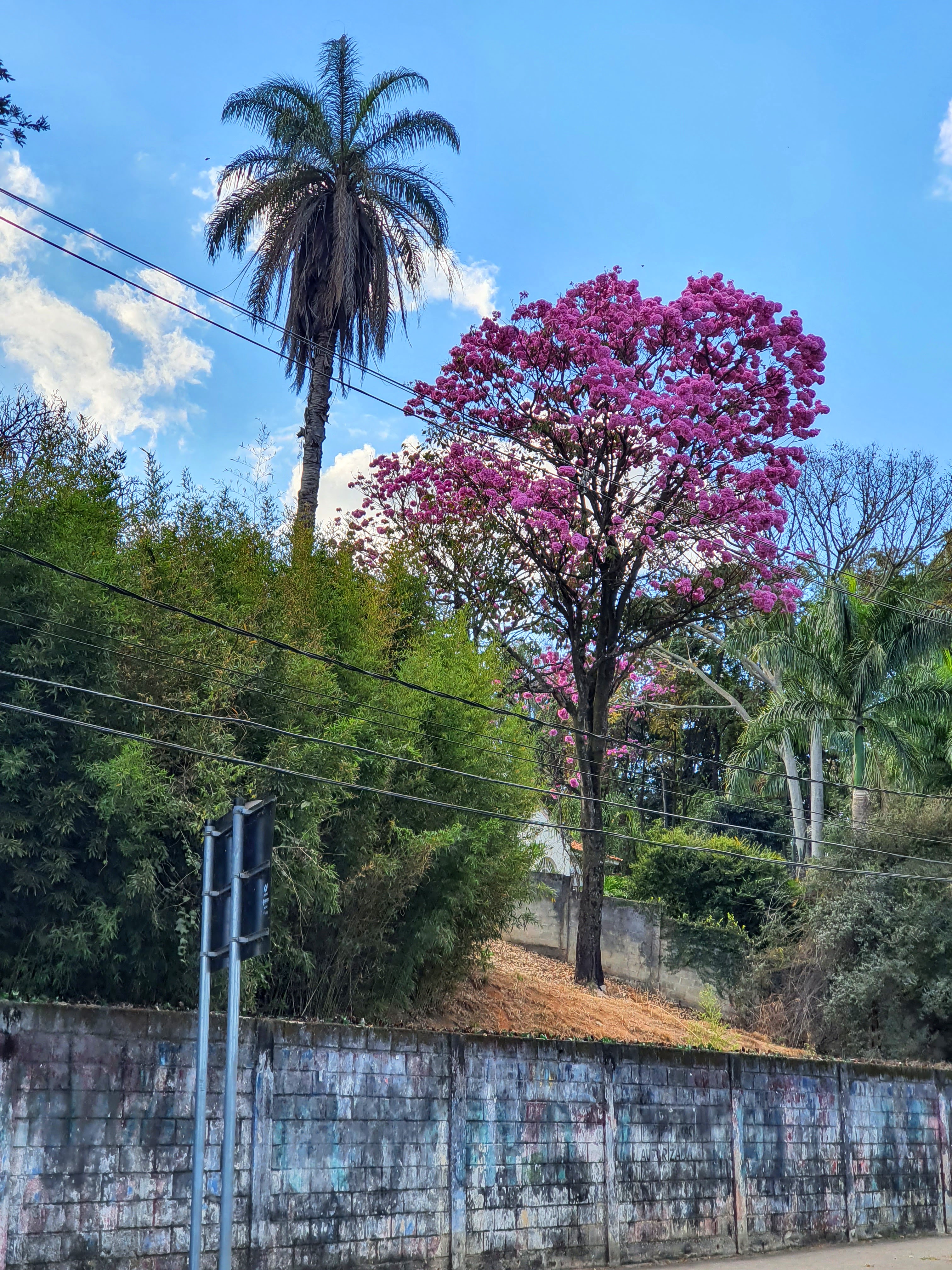 Ipê-roxo-de-bola florido.