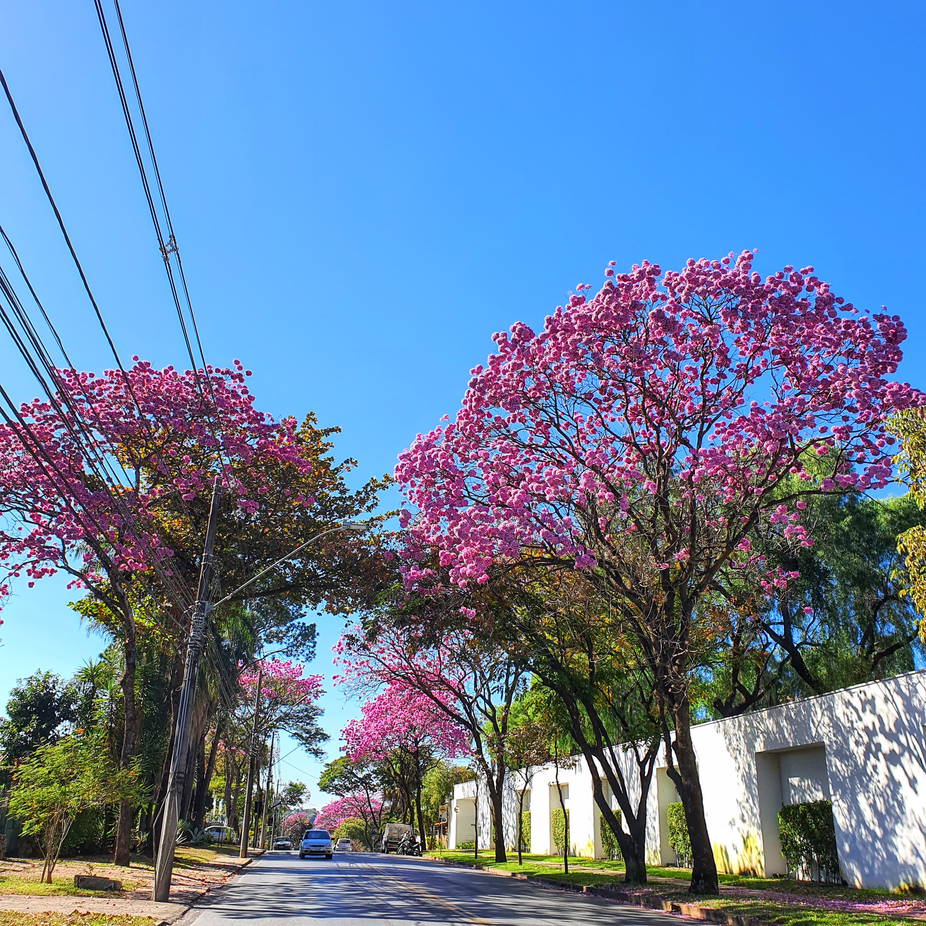 Cenário invernal dos ipês-roxo-de-bola.