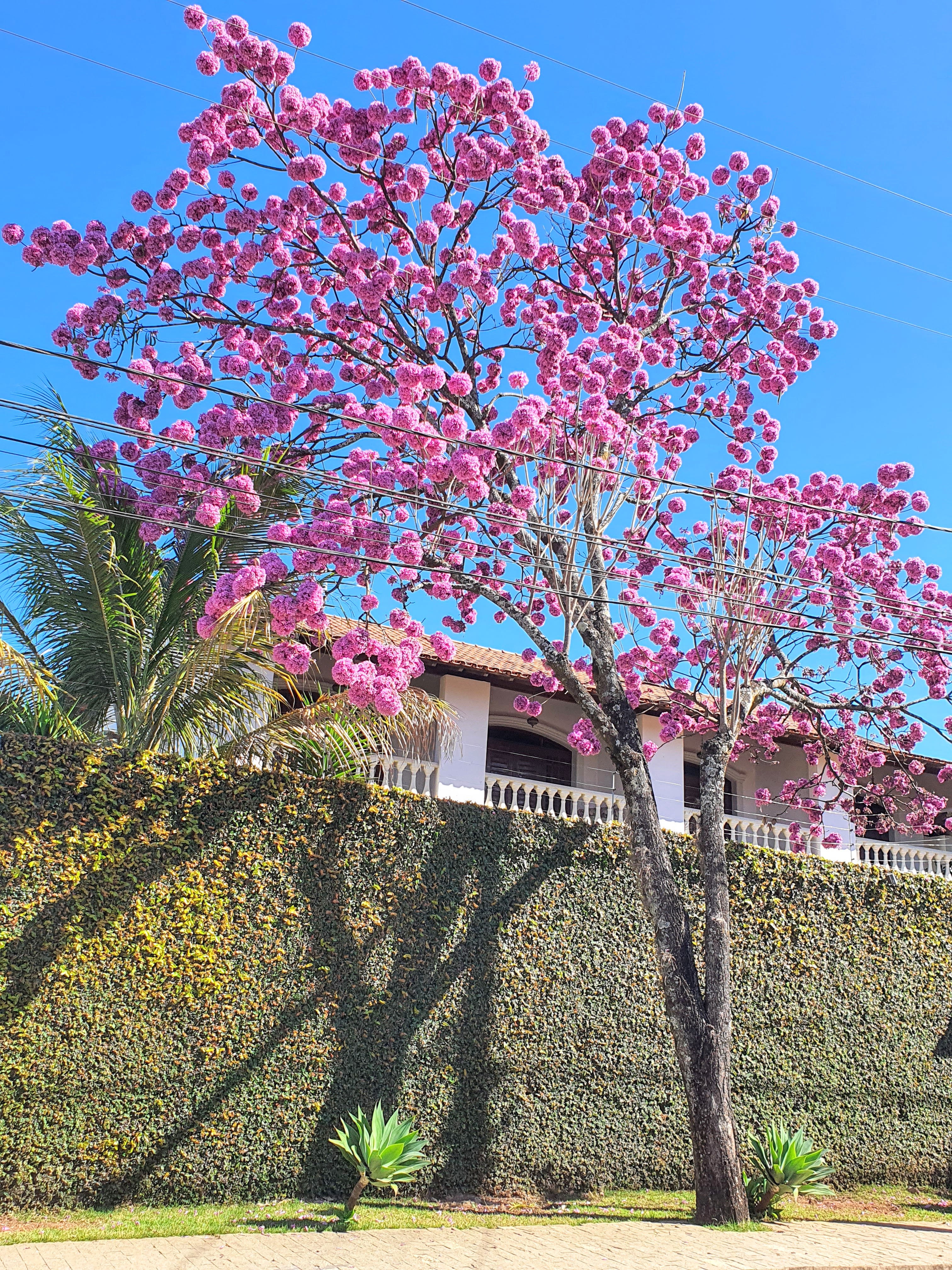 Ipê-roxo-de-bola florido.