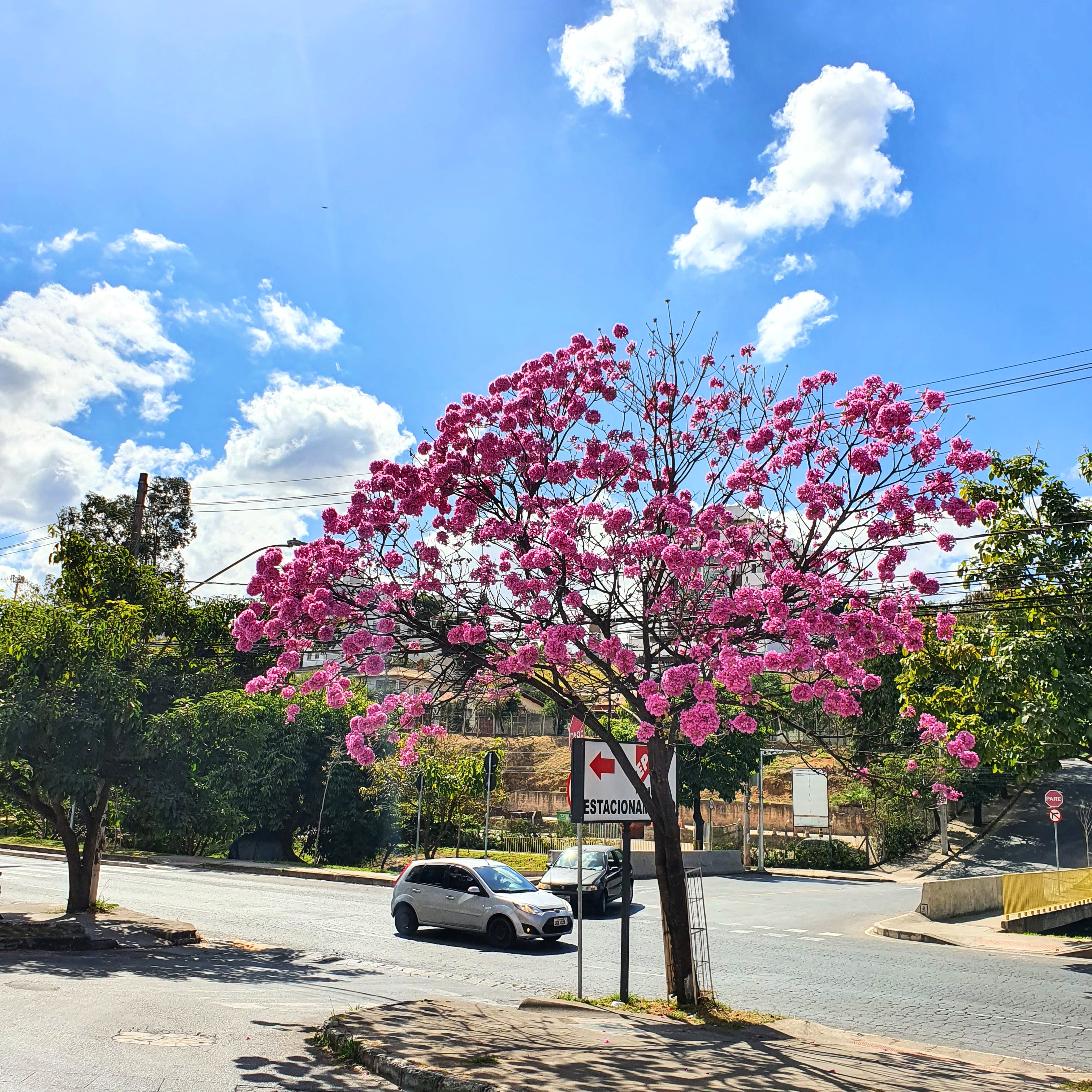 Ipê-roxo-de-bola florido.