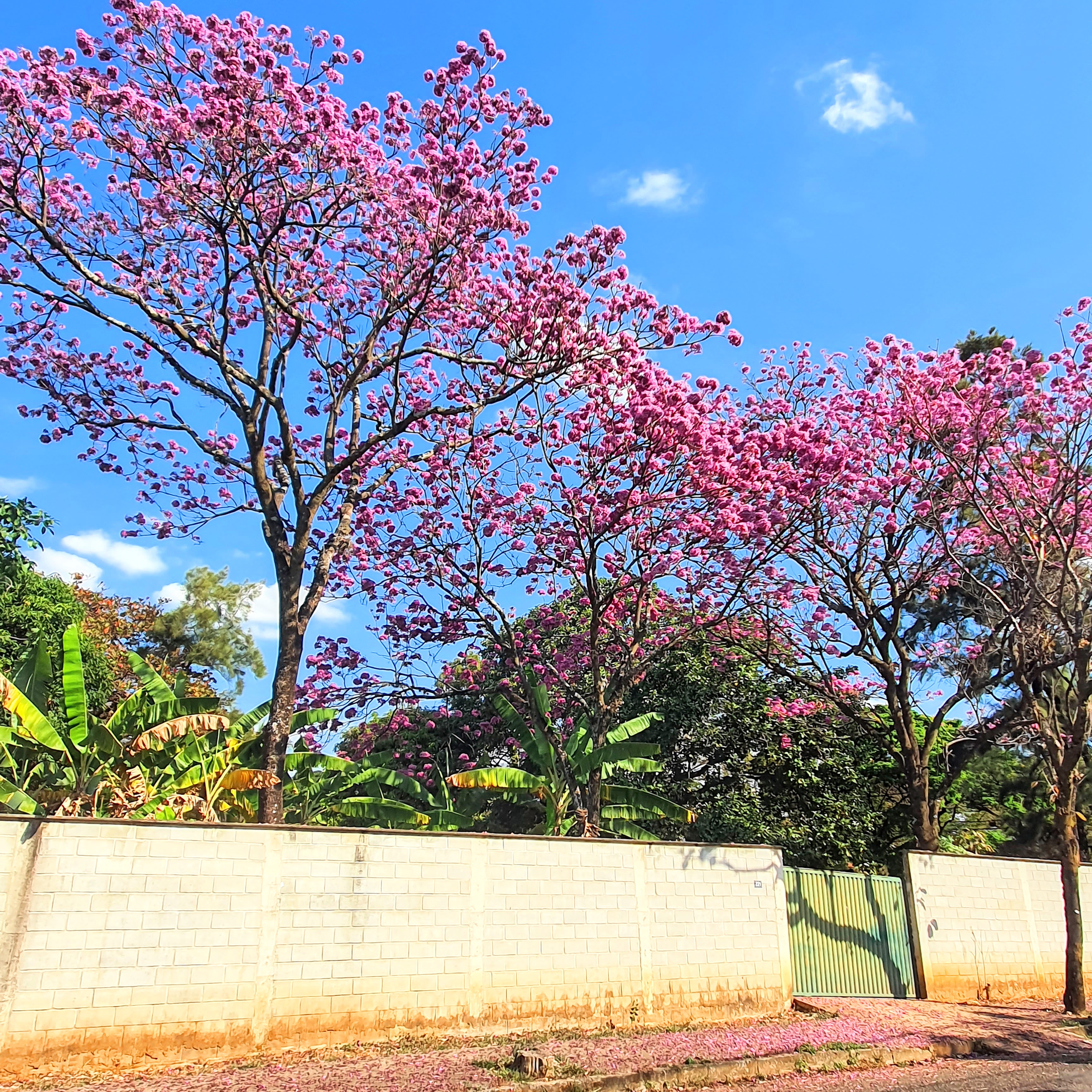 Ipês-roxo-de-bola floridos.