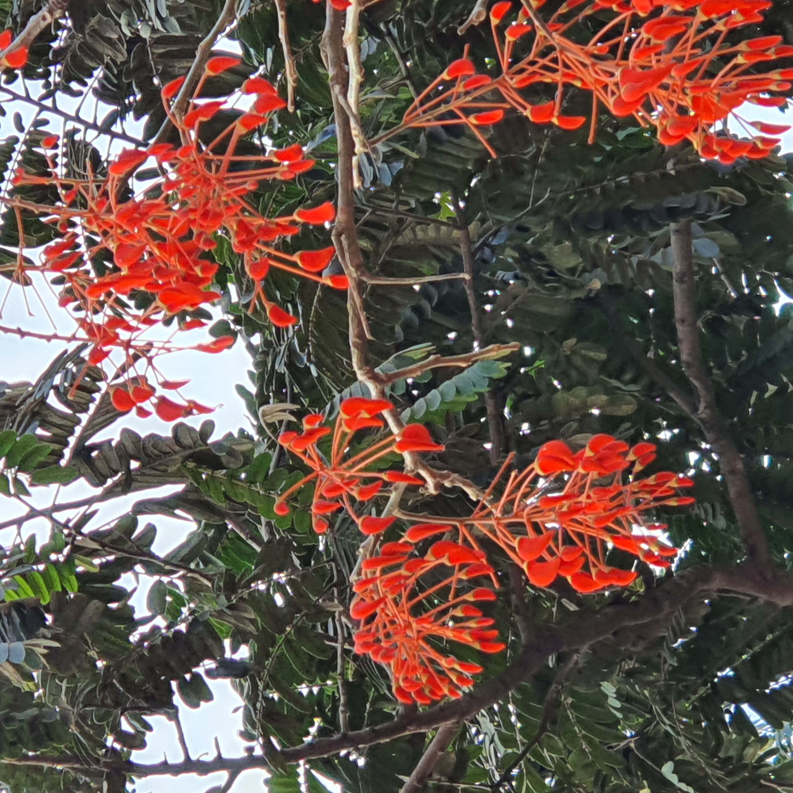 Mulungu (Erythrina verna)