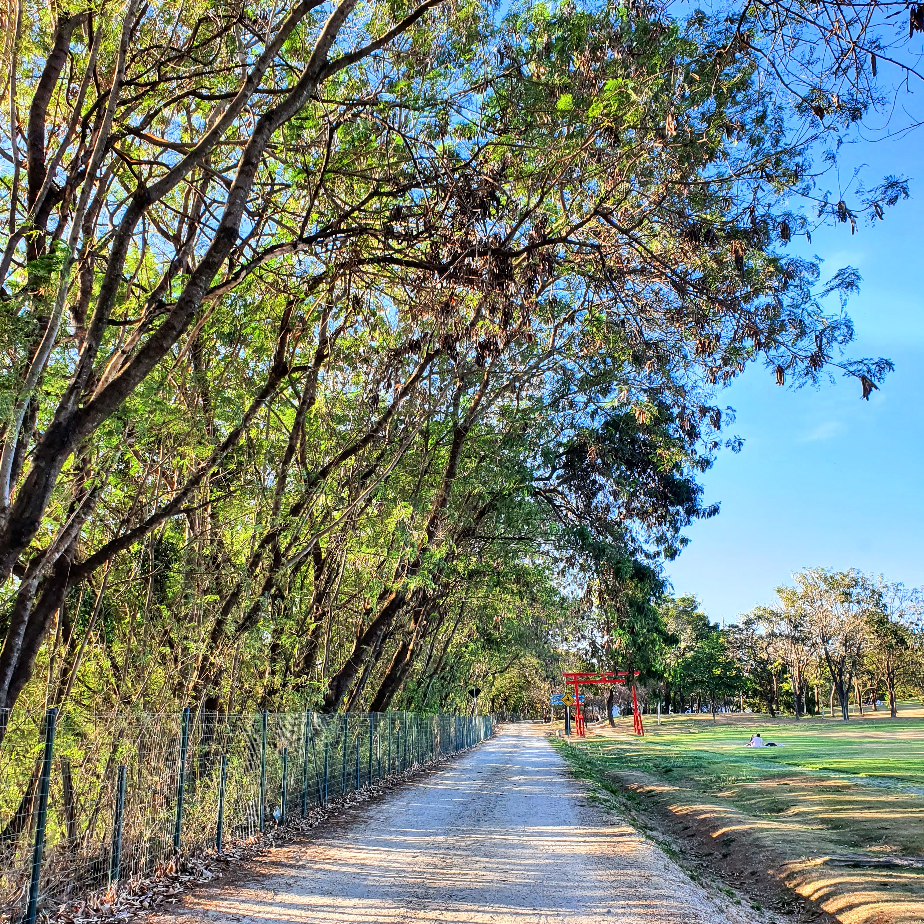 Albízias-verde formando cerca-viva gigante no Parque Ecológico da Pampulha.