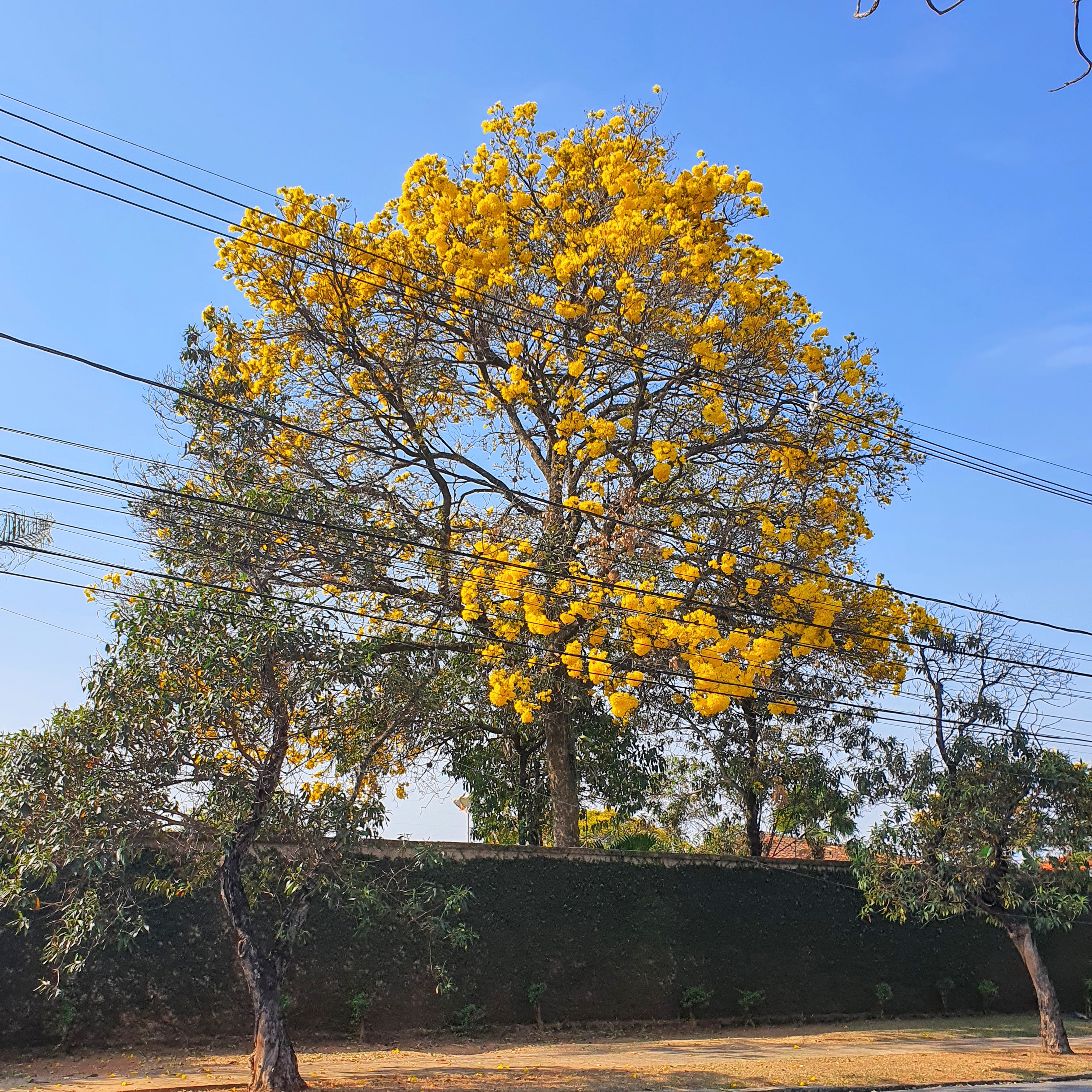 Ipê-amarelo florido.