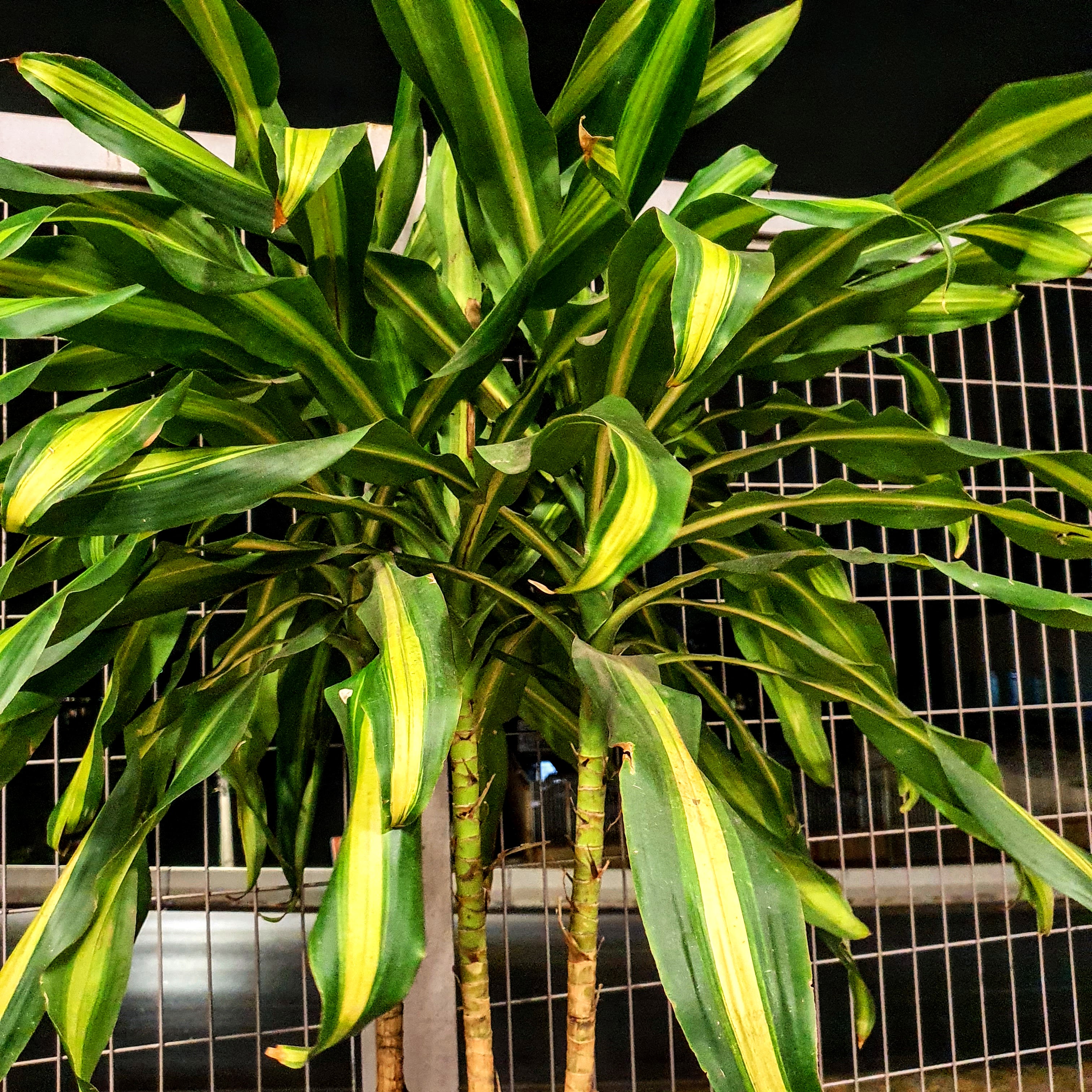 Folhas verdes com centro amarelo.