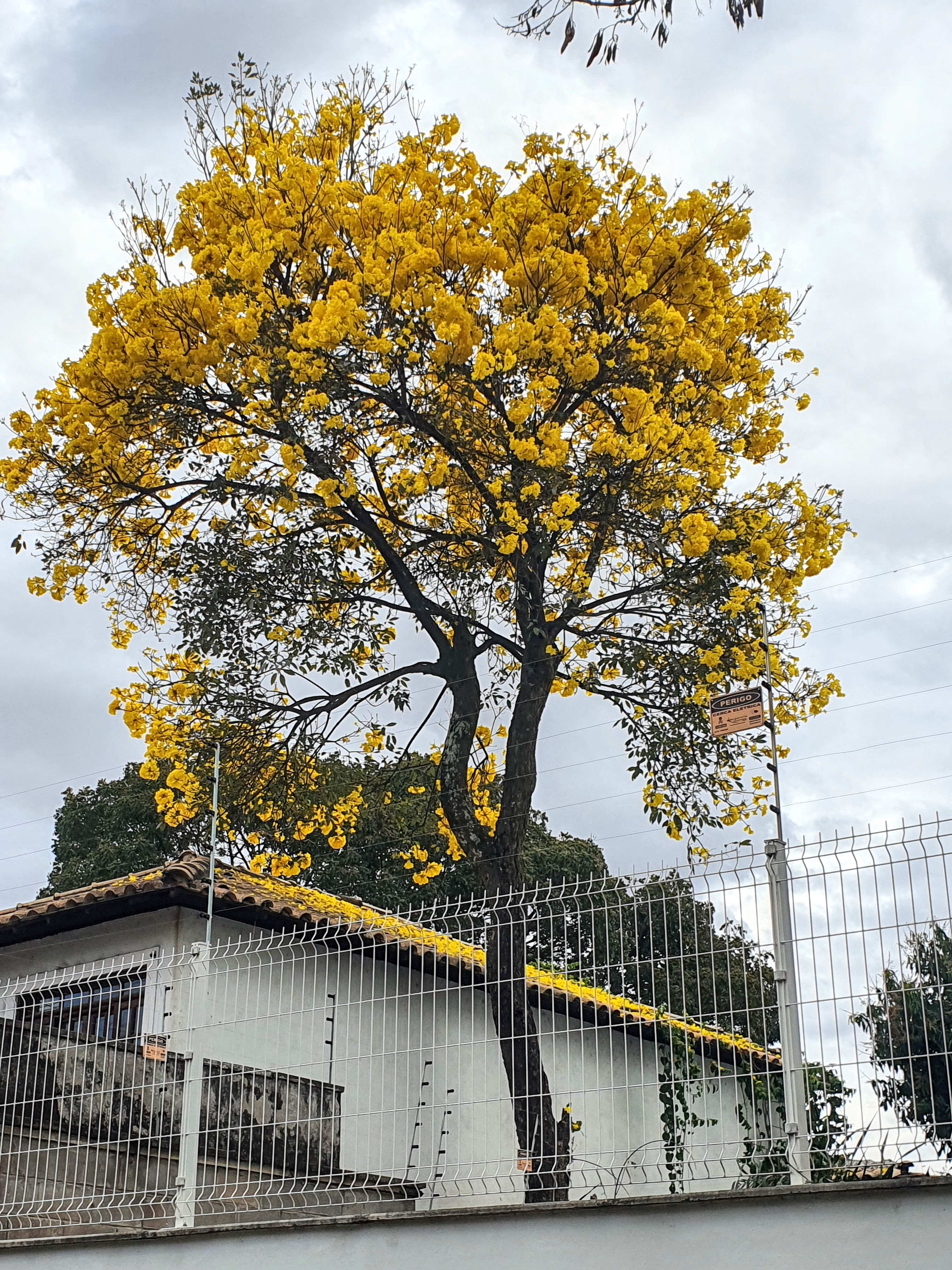 Ipê-amarelo florido