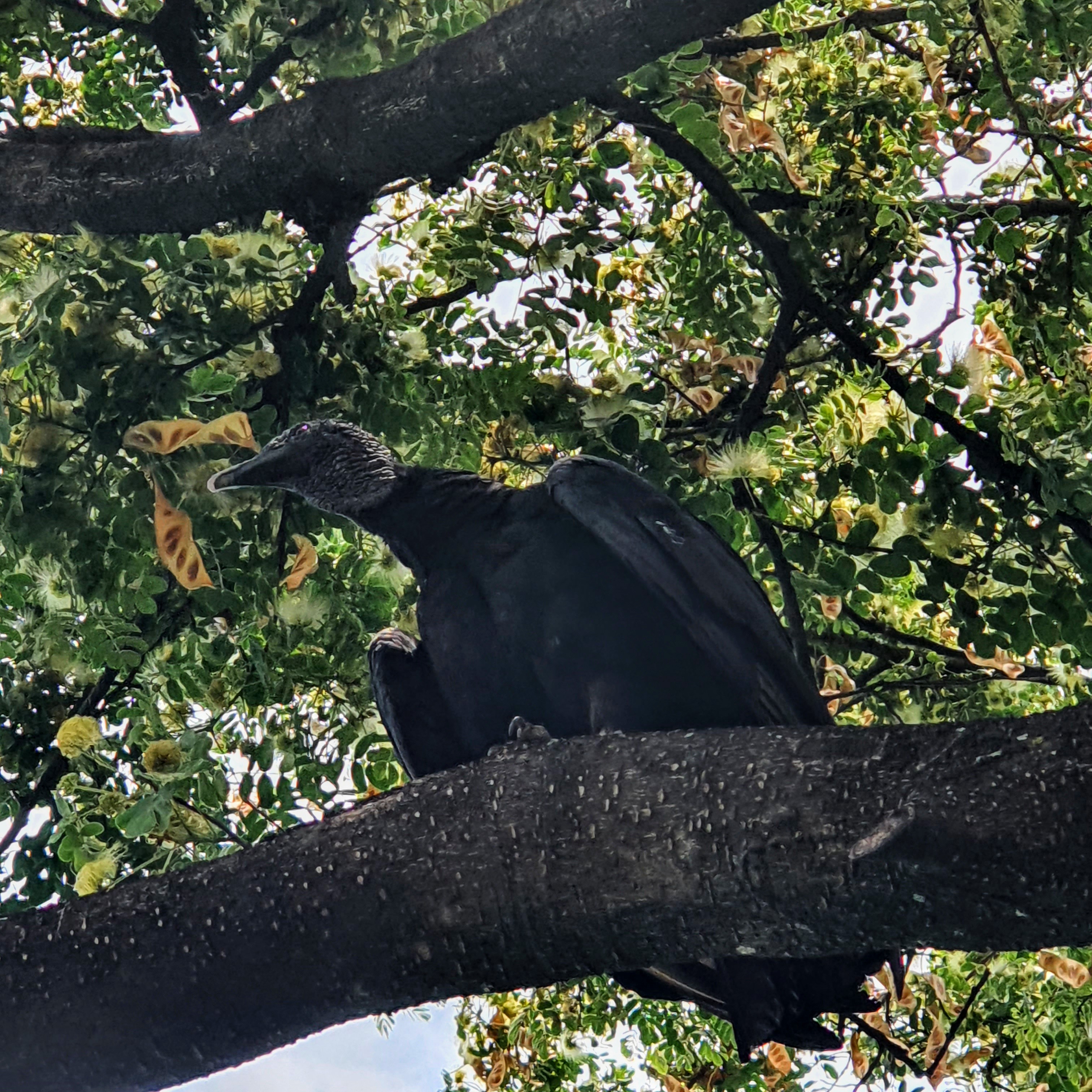 Urubu em albízia florida.