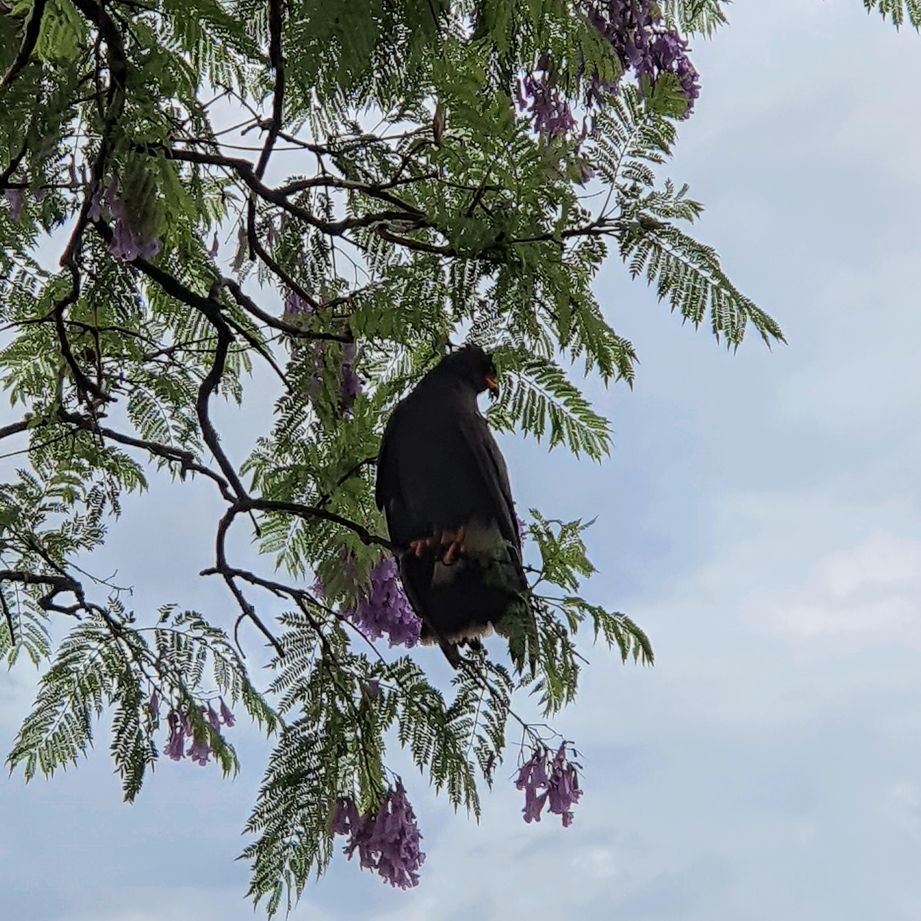 Urubu em jacarandá florido.