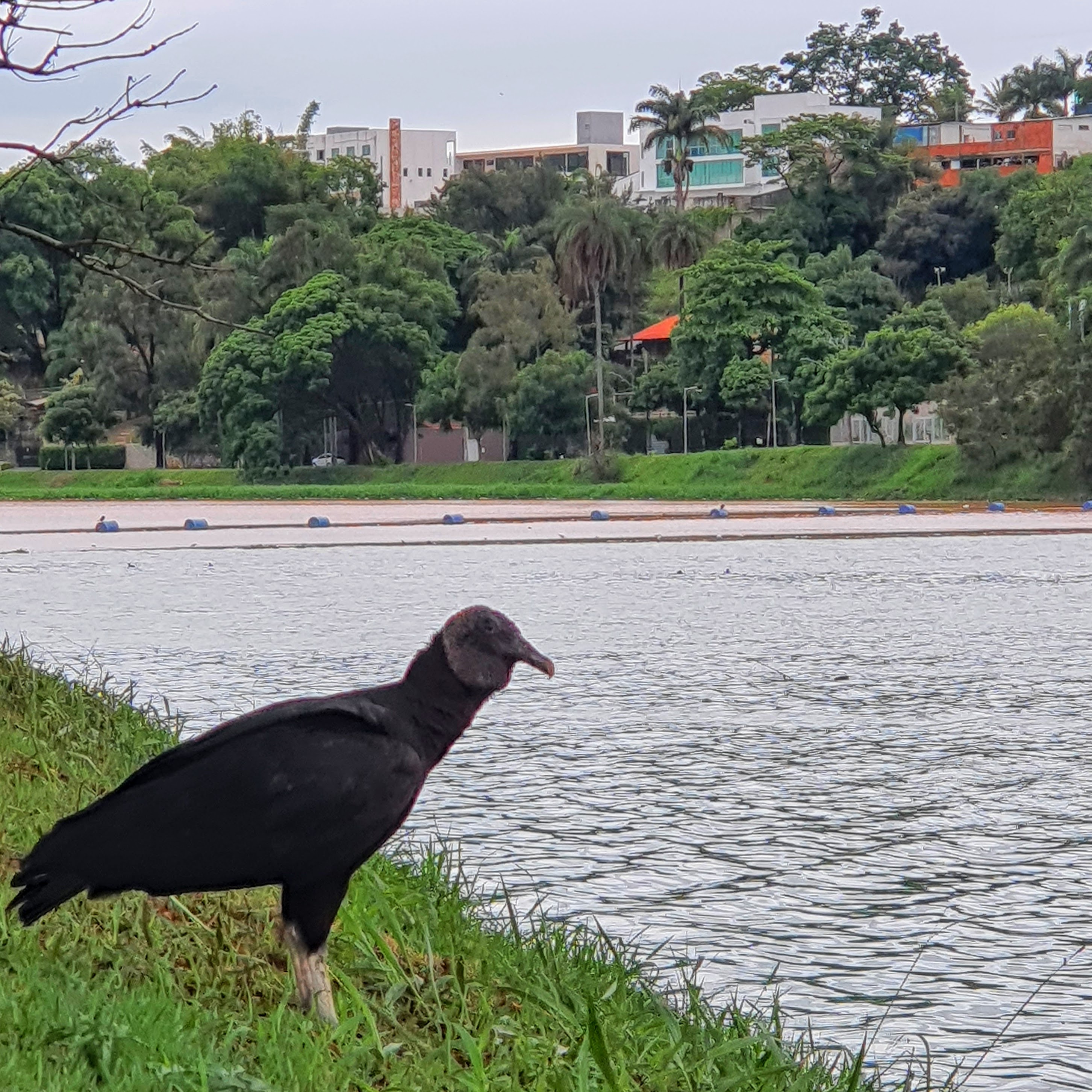 Urubu na orla da Lagoa da Pampulha.