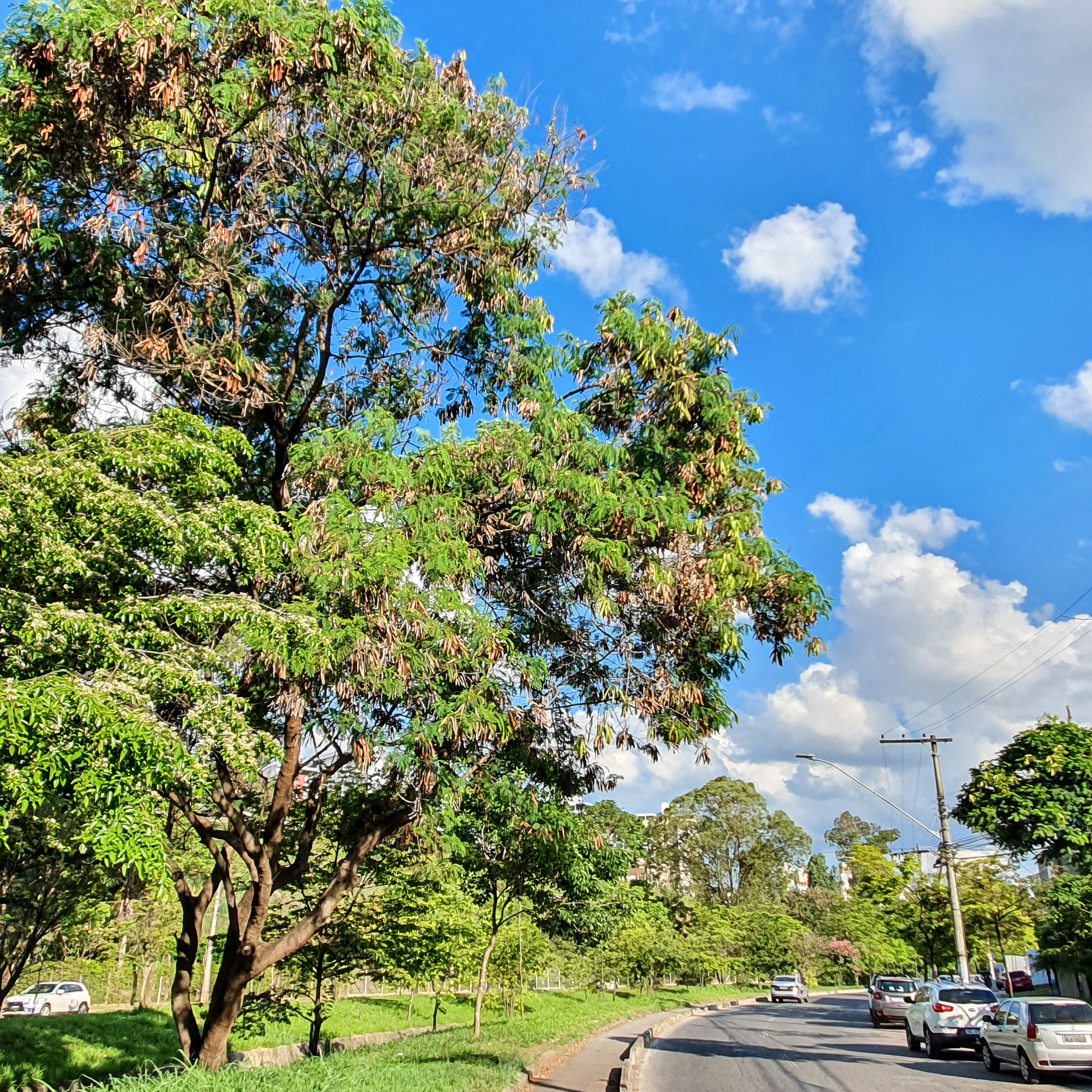 Albízia-verde na arborização.