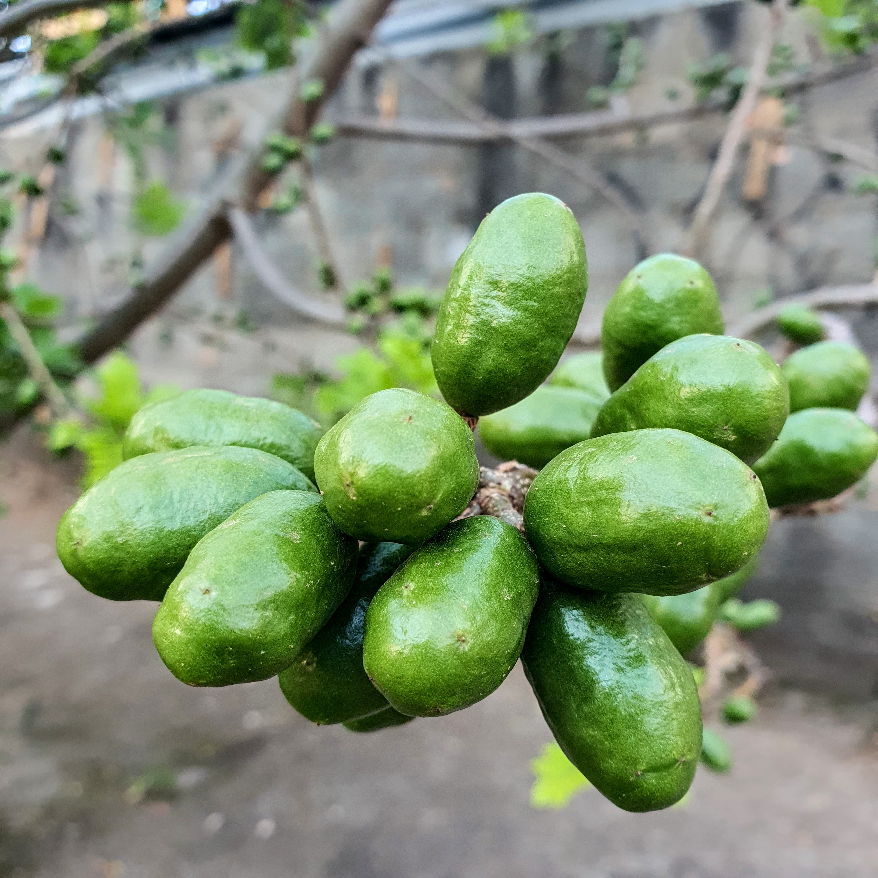 Frutos verdes da cirigueleira