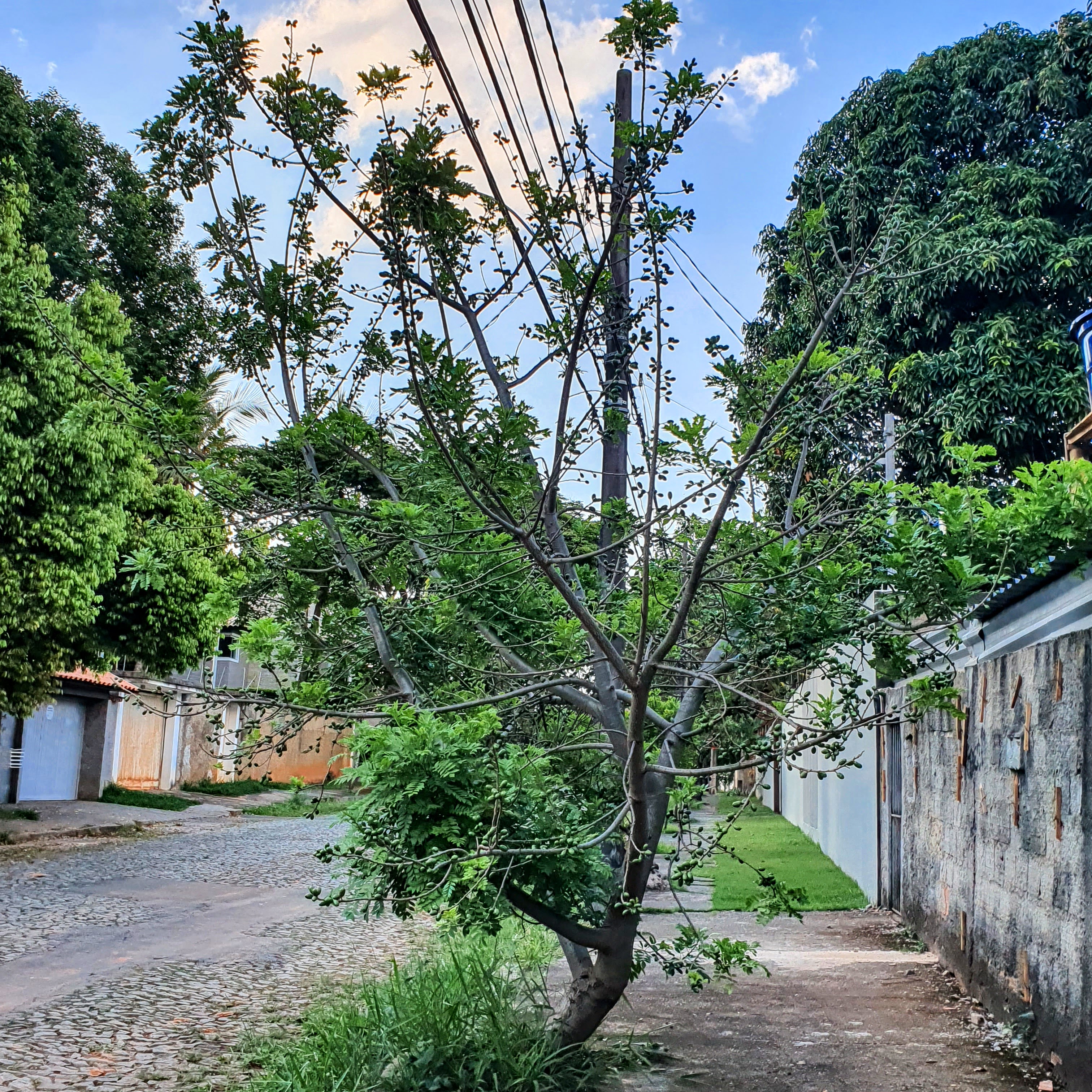 Pé de ceriguela.