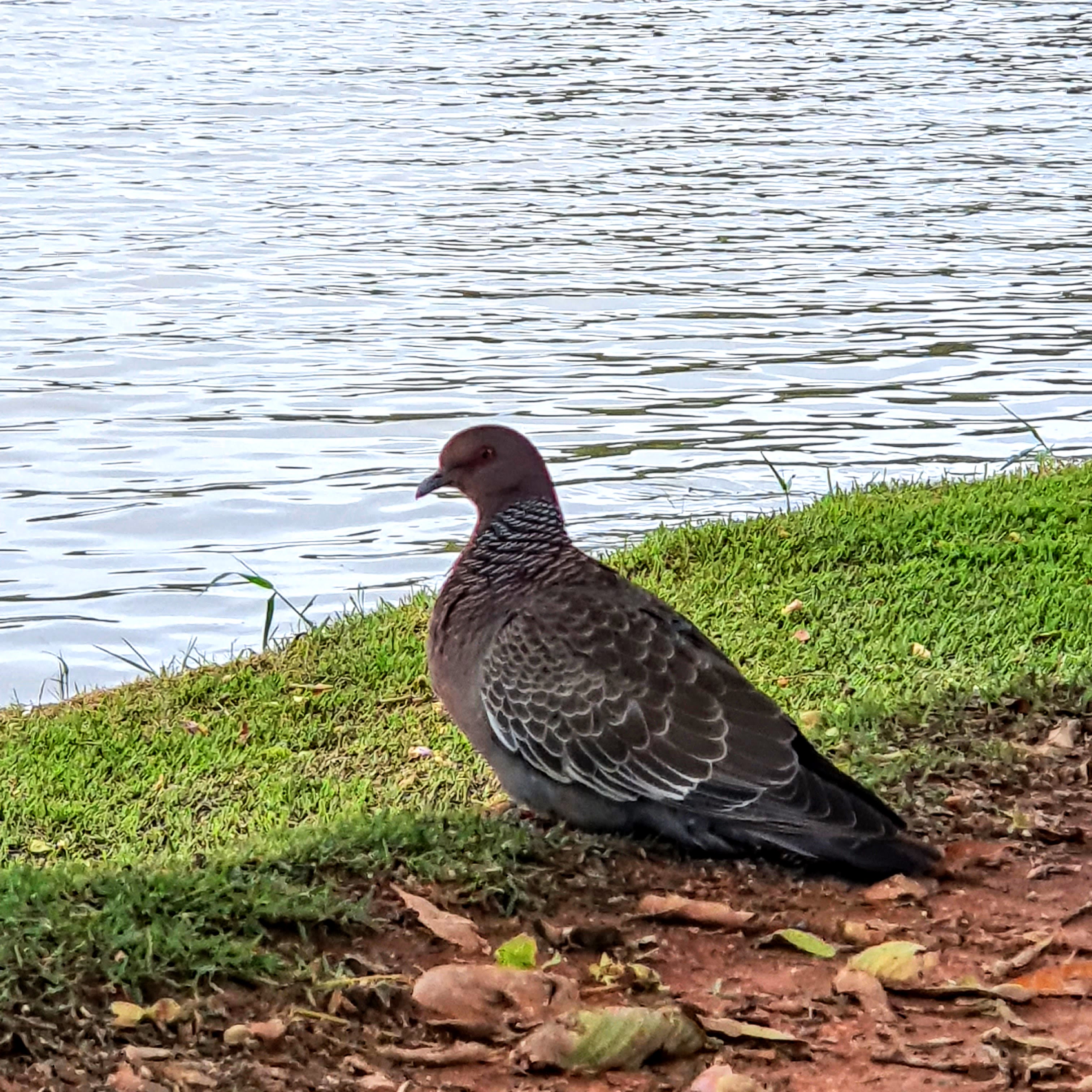 Pombo doméstico