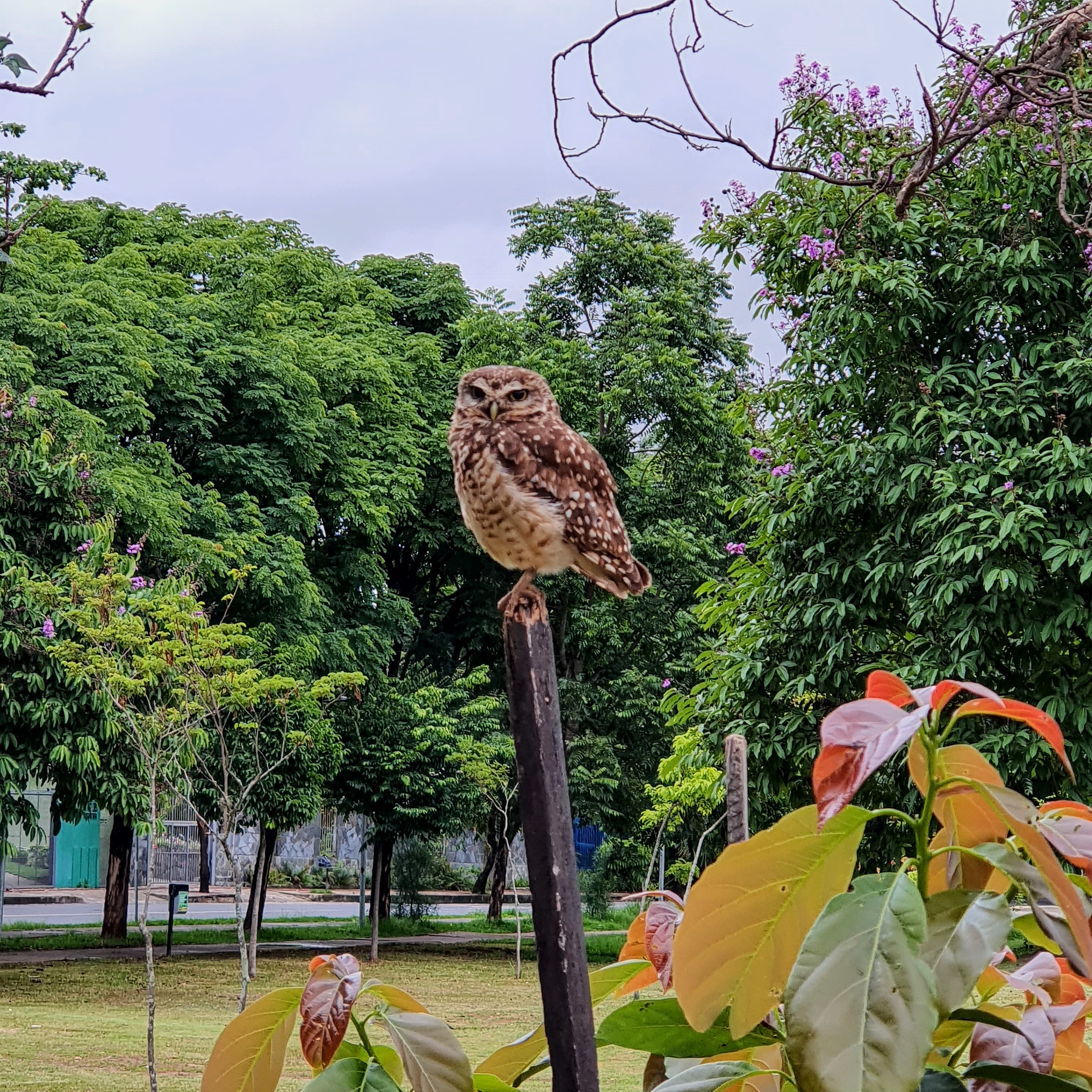 Coruja-buraqueira.