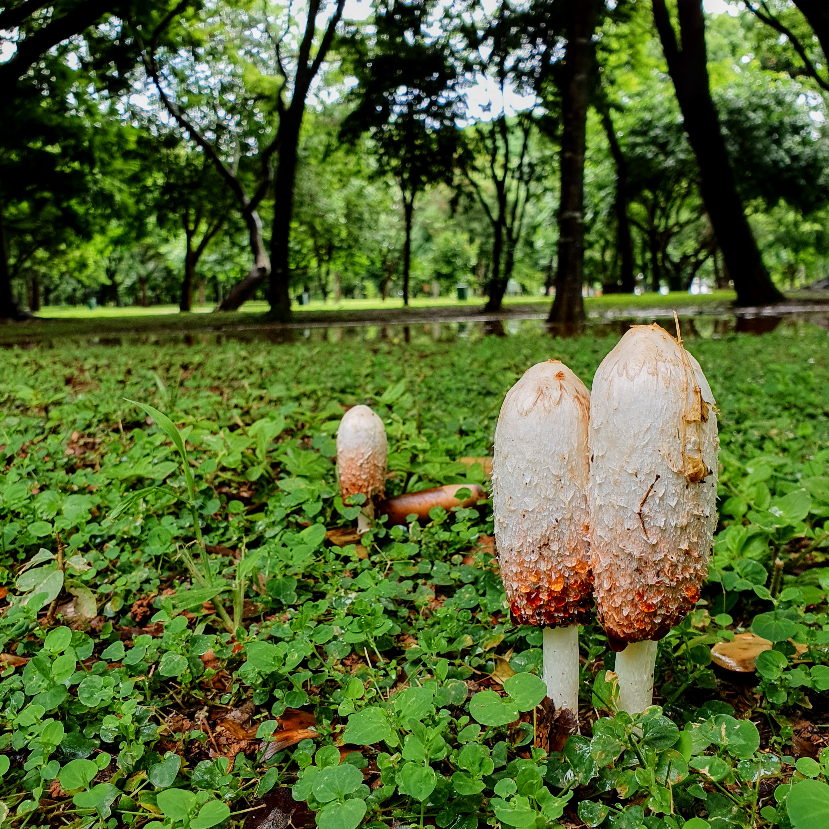 Cogumelos formados em área sombreada.