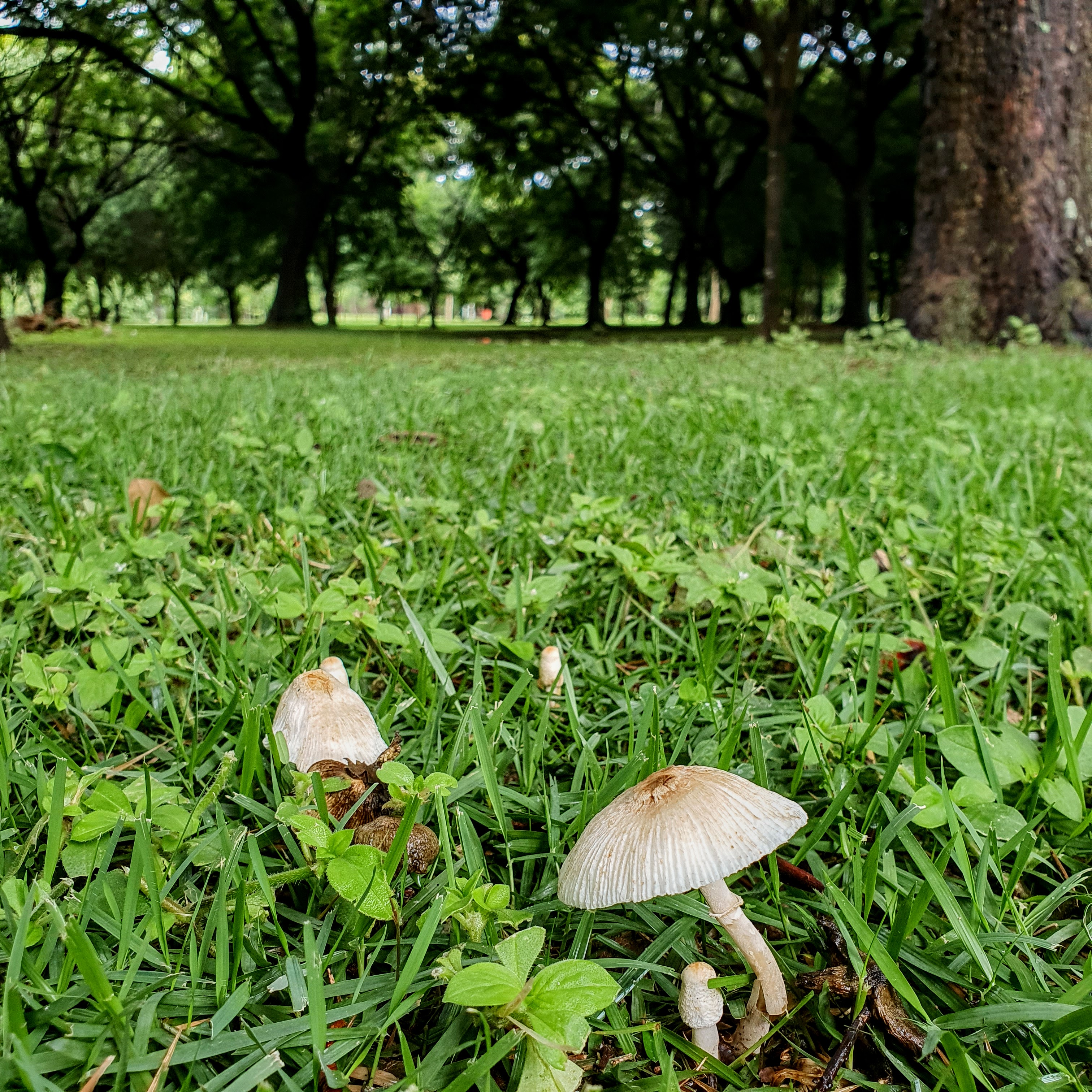 Cogumelos formado em área sombreada.