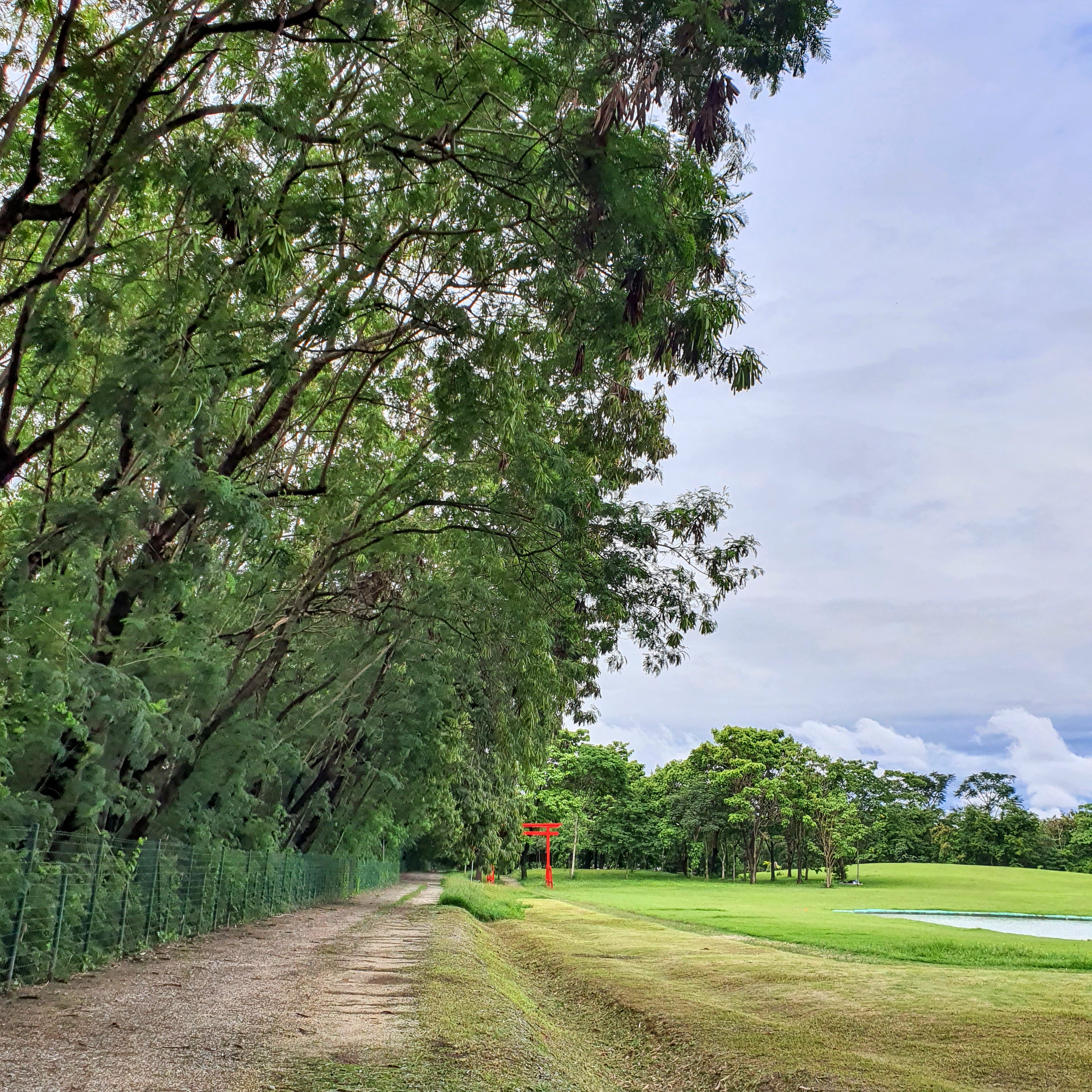 Maciço de albízias-verde.