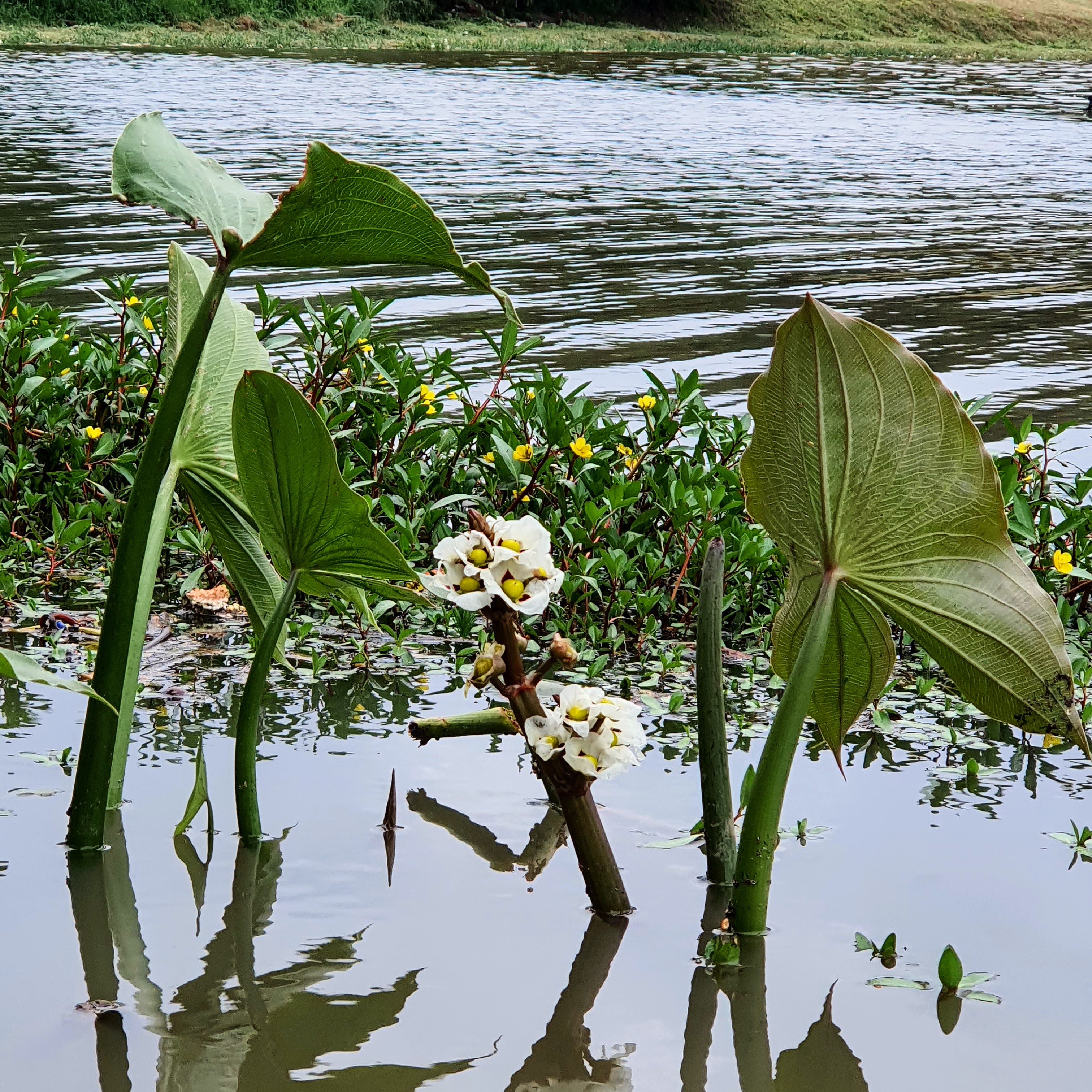 Detalhe das folhas e das flores do aguapé-de-flecha, diretamente da água, em BH.