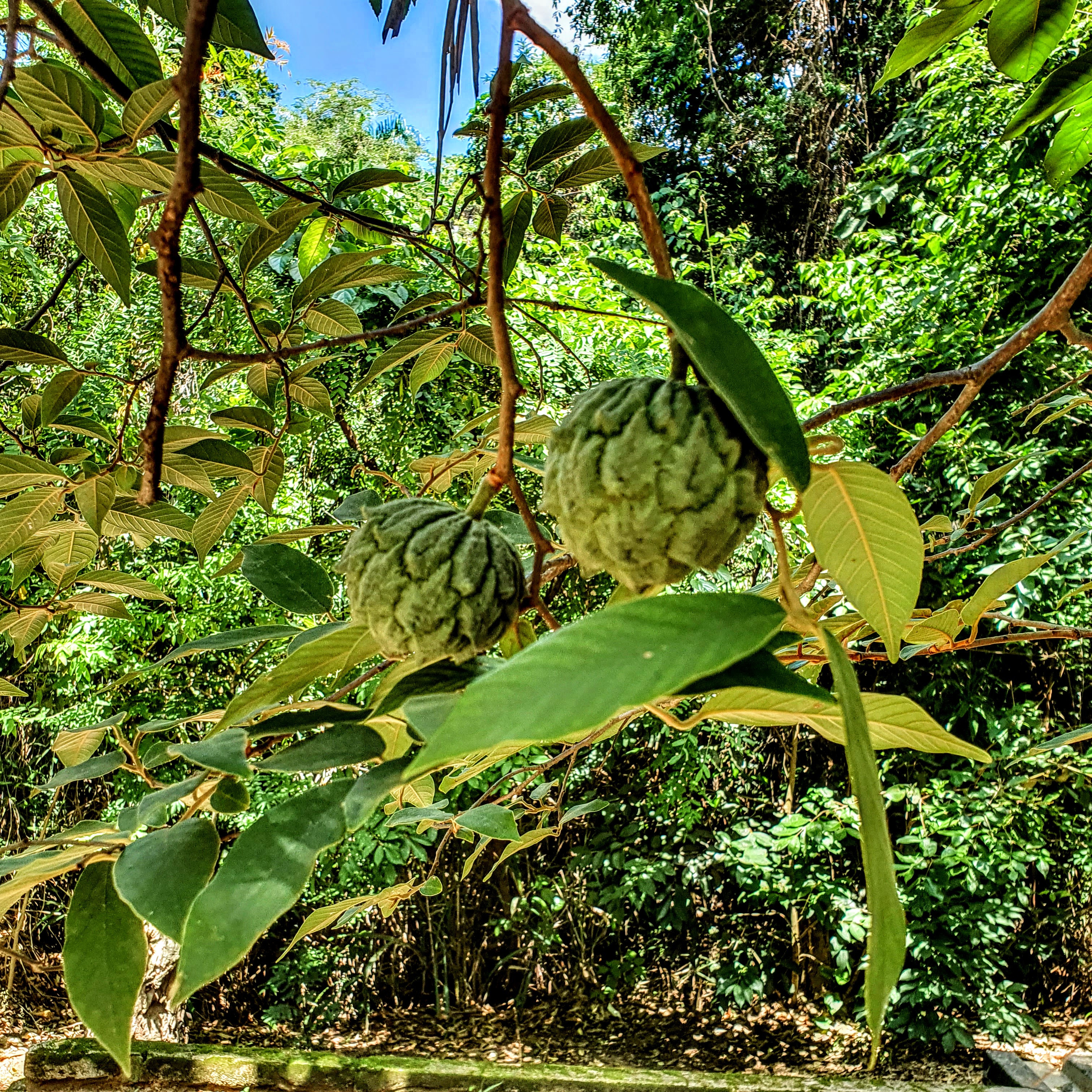 Fruto do araticum, redondo e relativamente pequeno.