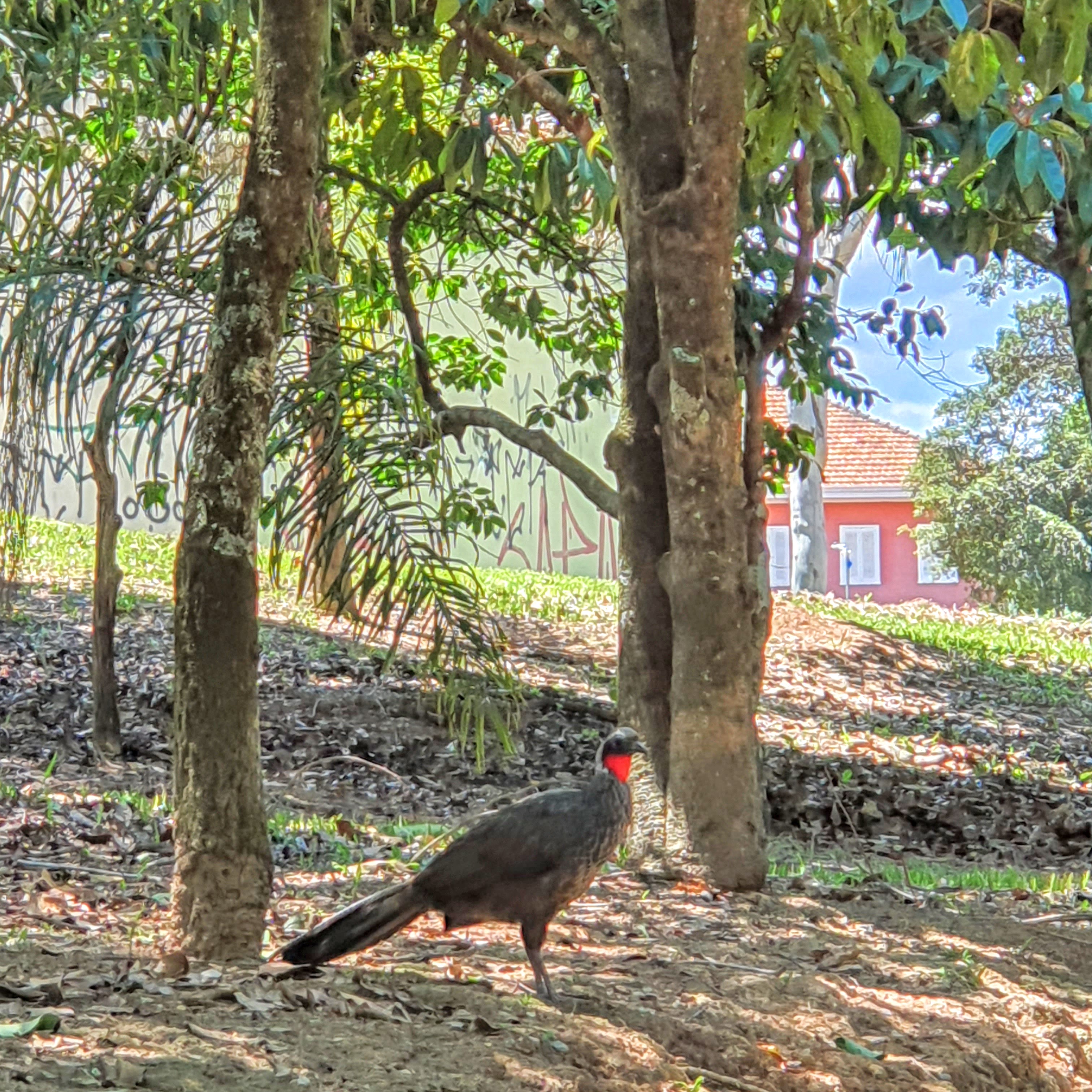 Jacu registrado no Parque Ecológico da Pampulha.