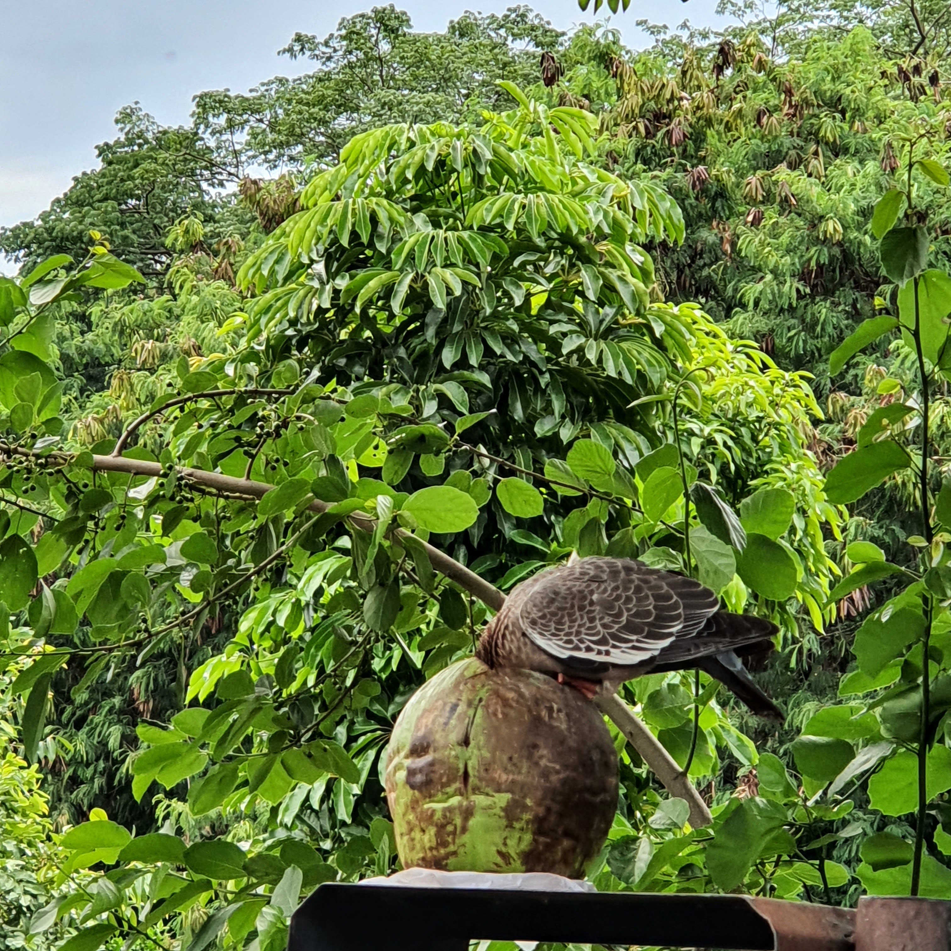 Pombo doméstico se alimentando de côco.