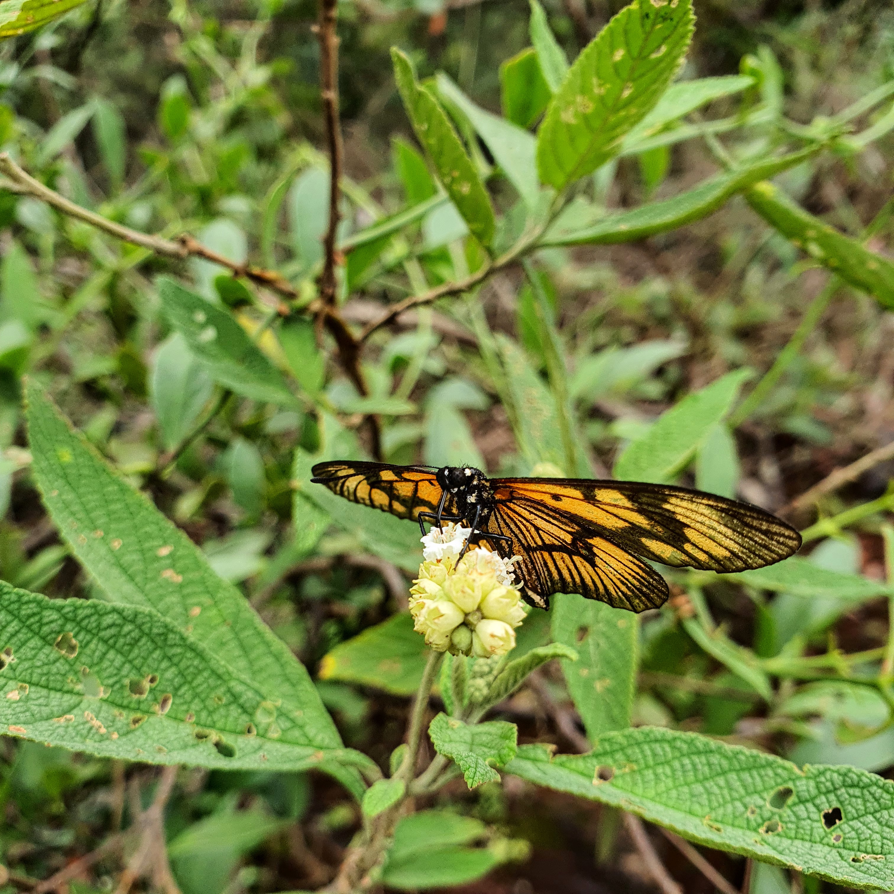 Polinização por borboleta.