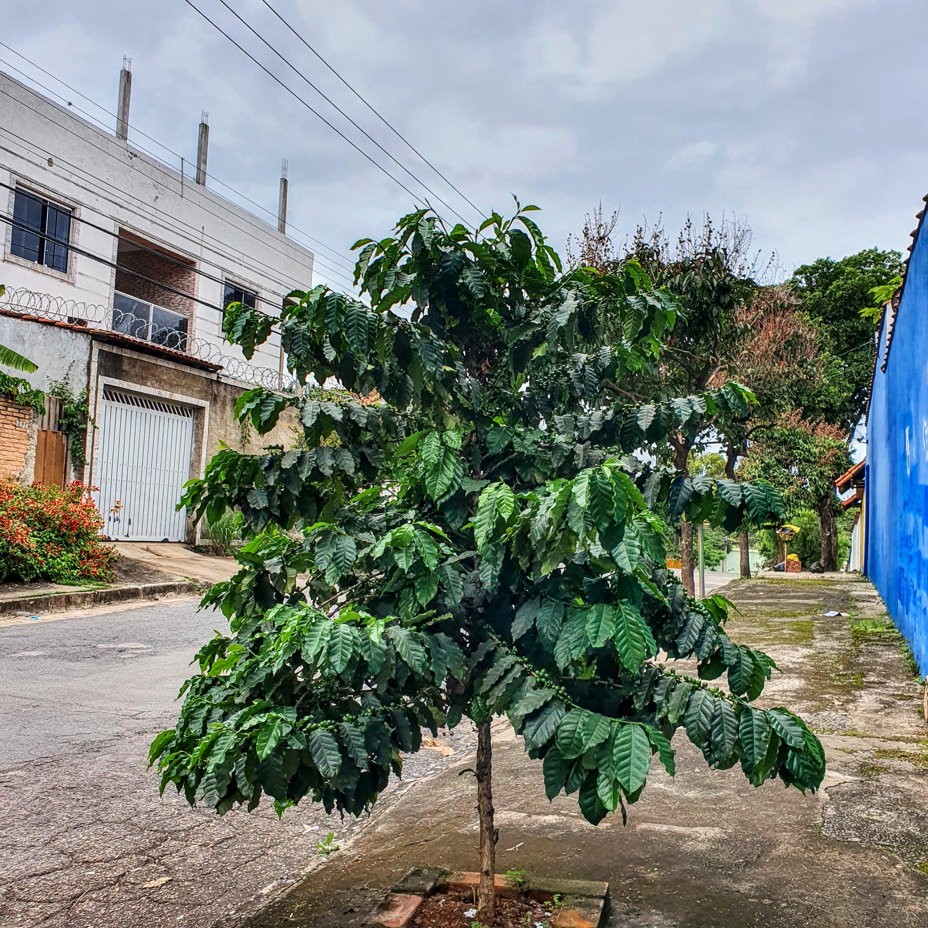 Cafeeiro cheio de frutos.