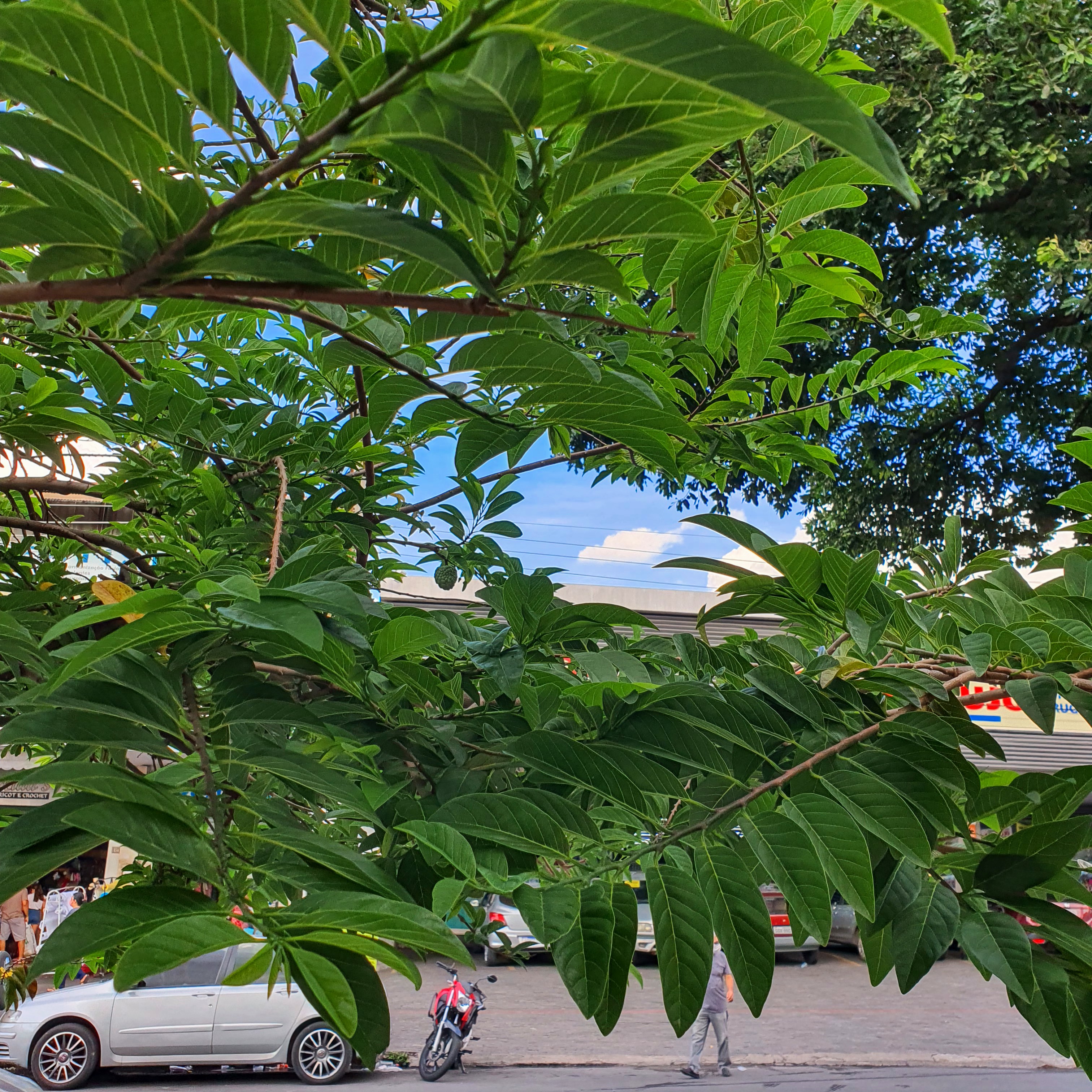 Detalhe das folhas da pinha, com a avenida Abílio Machado ao fundo.