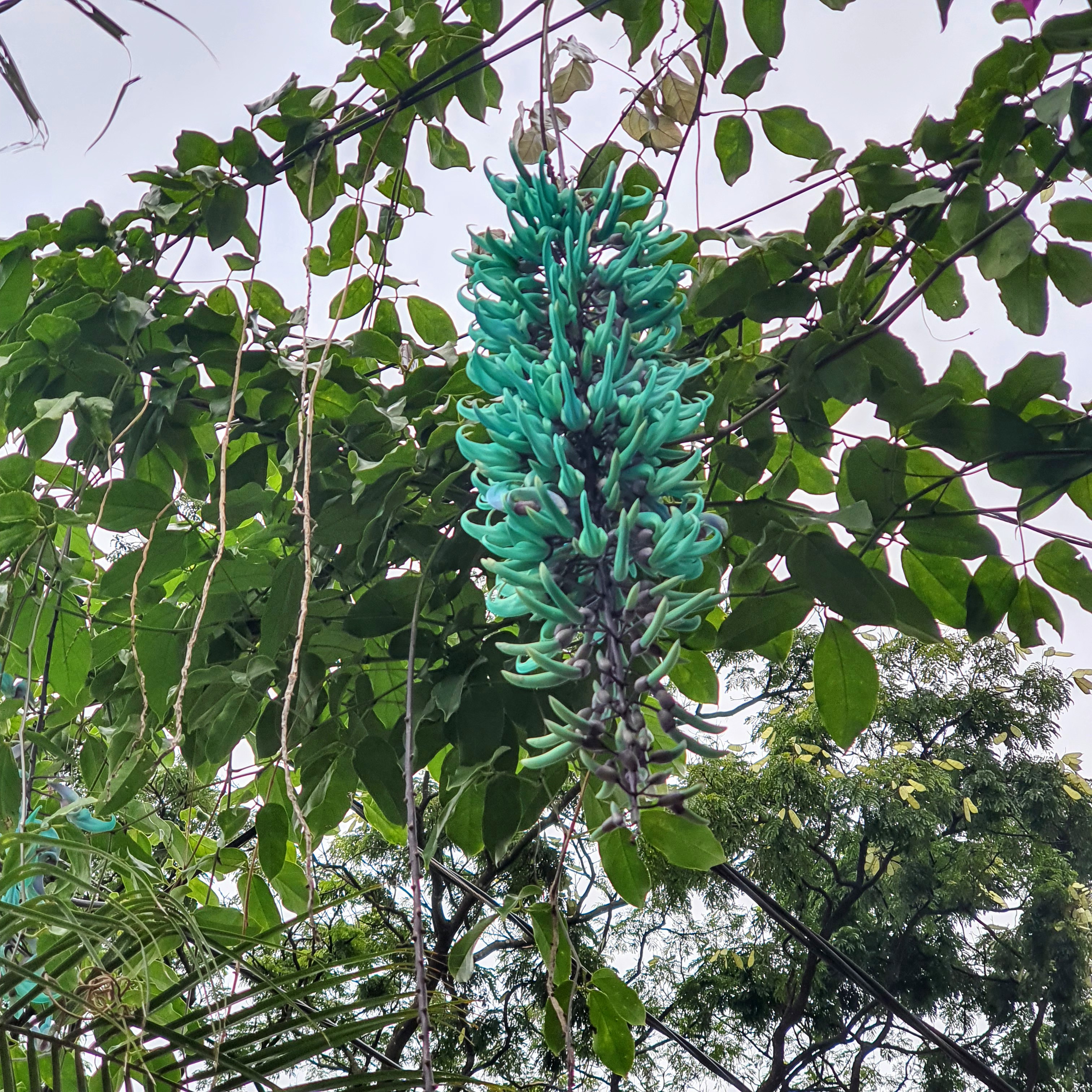 Linda inflorescência da jade verde.