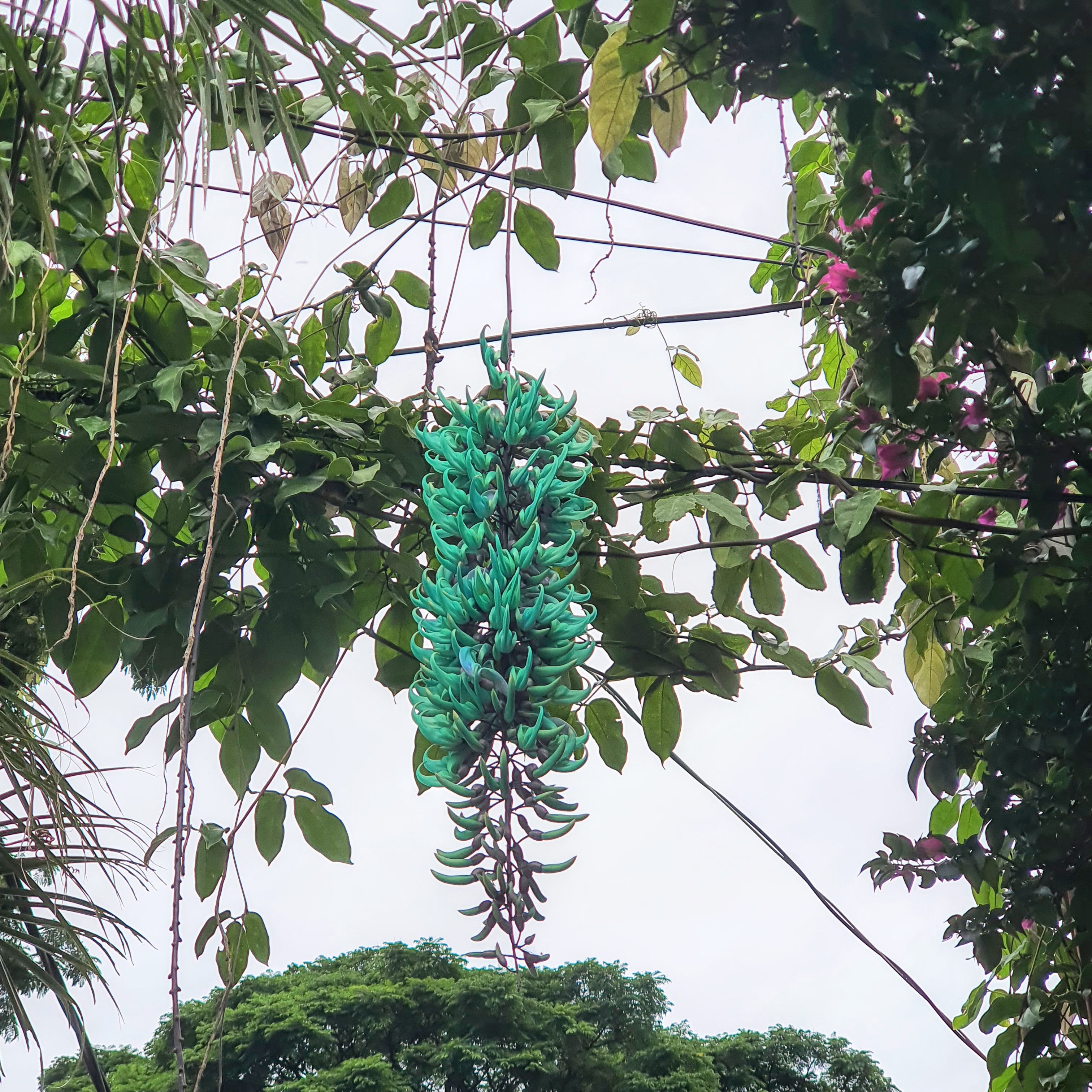 Folhagem e inflorescências da jade-verde.