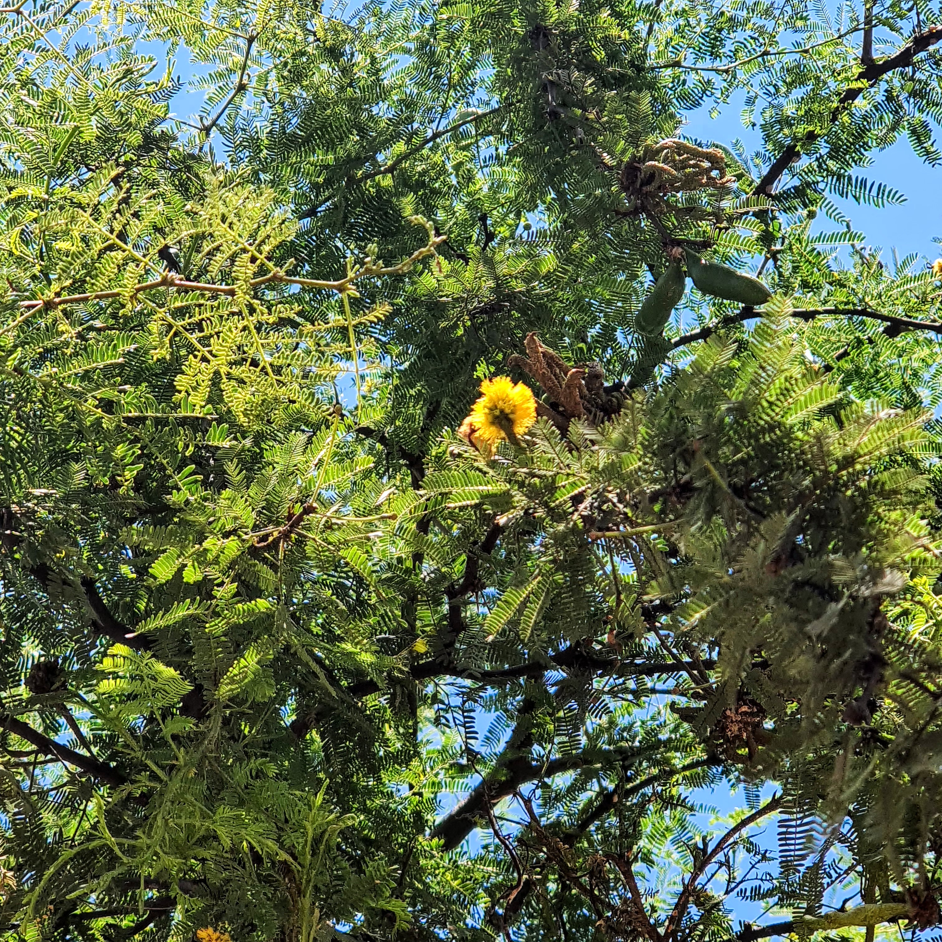 Bracatinga (Mimosa scabrella)