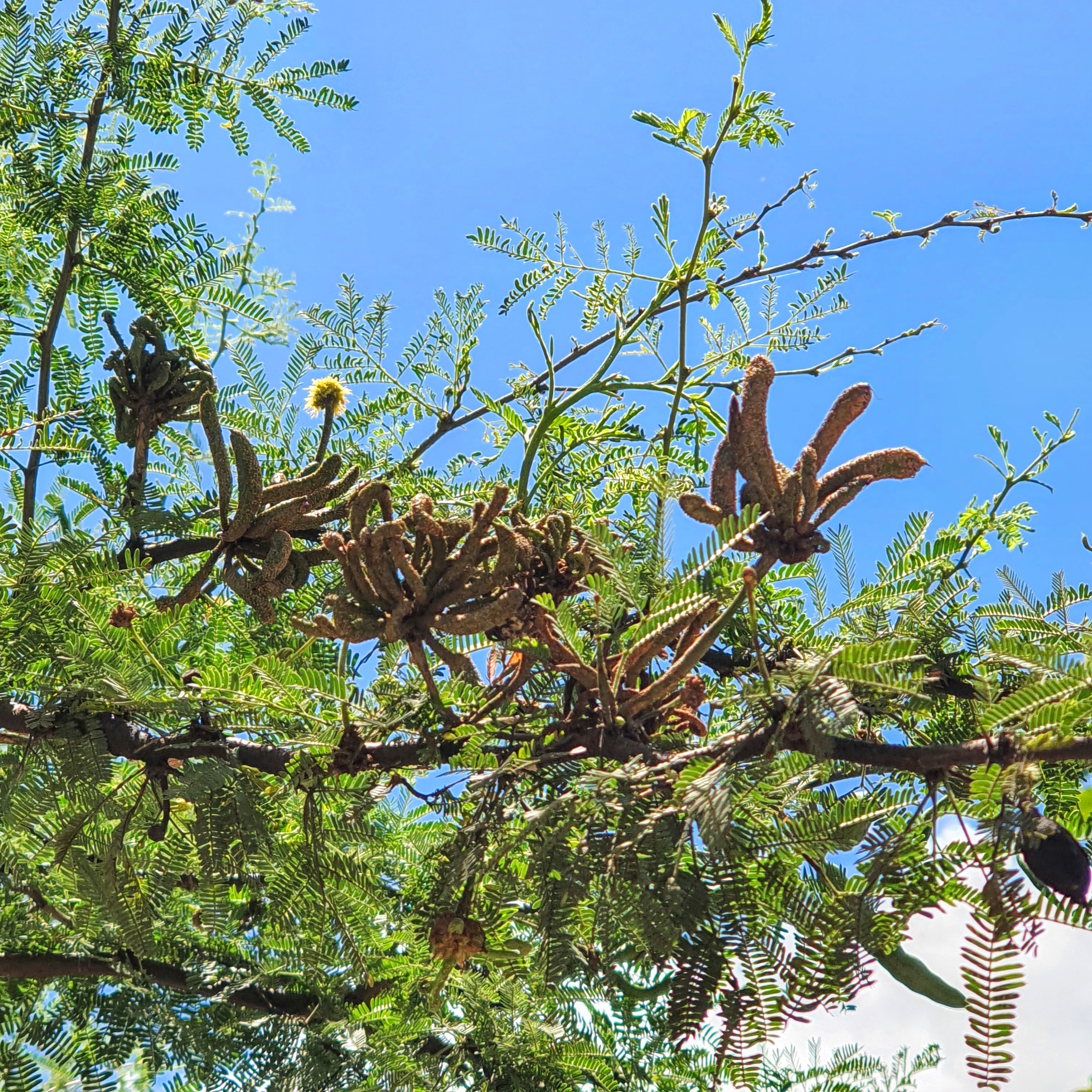 Bracatinga (Mimosa scabrella)