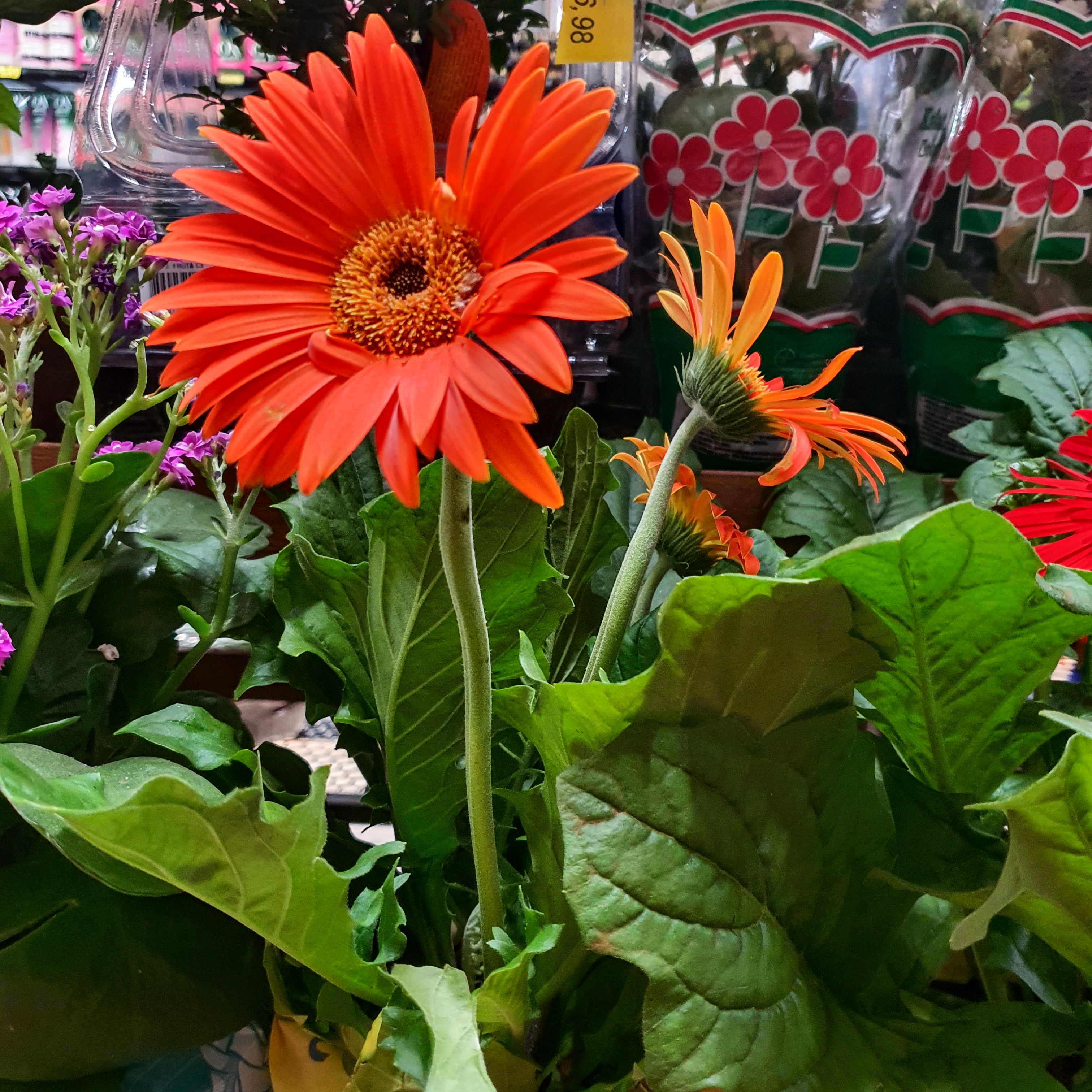 Margarida da África (Gerbera jamesonii)